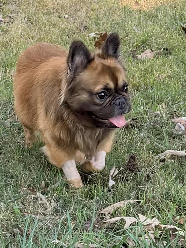 Enlarge Deuce, a Adopted French Bulldog in Baker, LA image 6/6