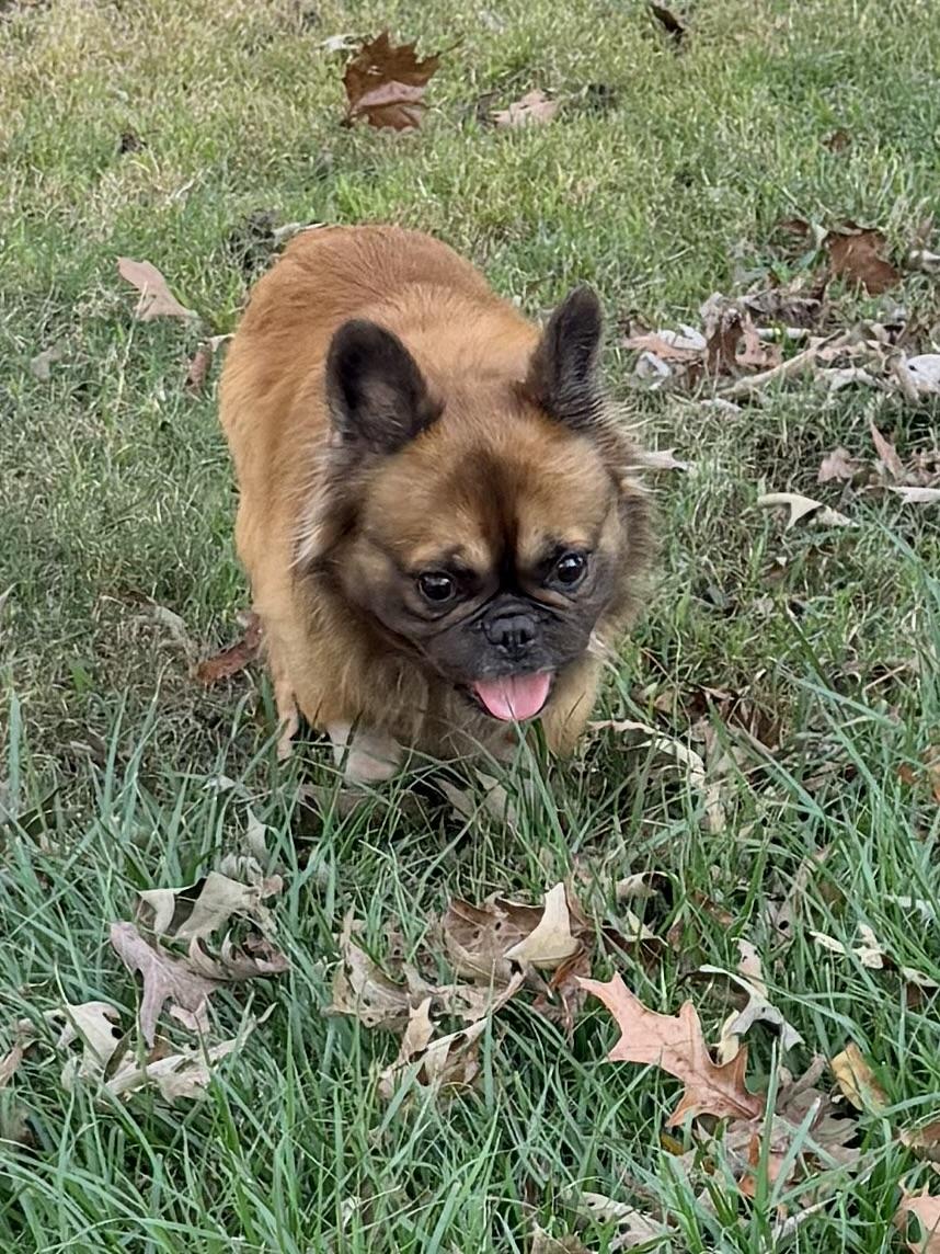 Enlarge Deuce, a Adopted French Bulldog in Baker, LA image 5/6