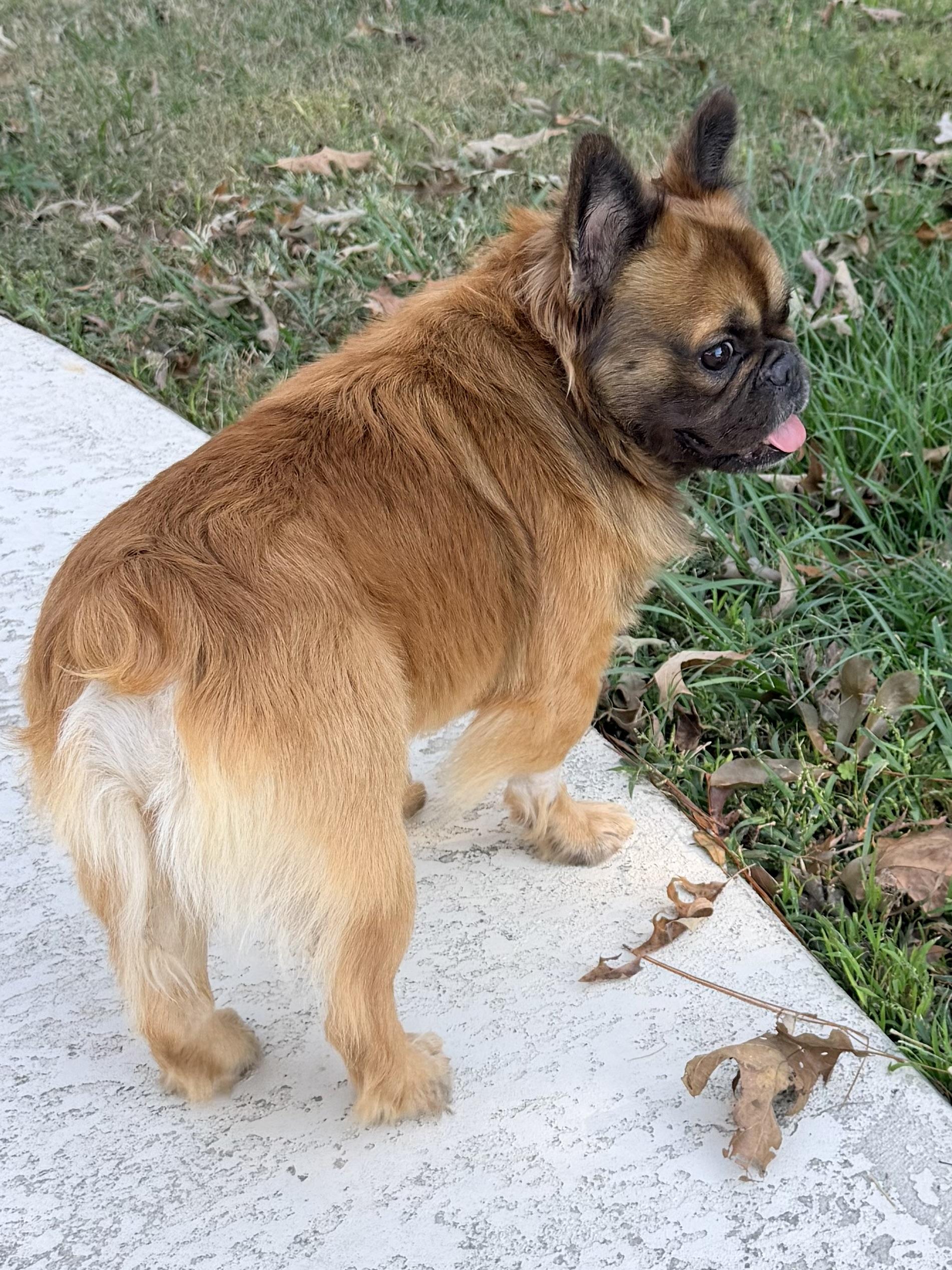 Enlarge Deuce, a Adopted French Bulldog in Baker, LA image 3/6