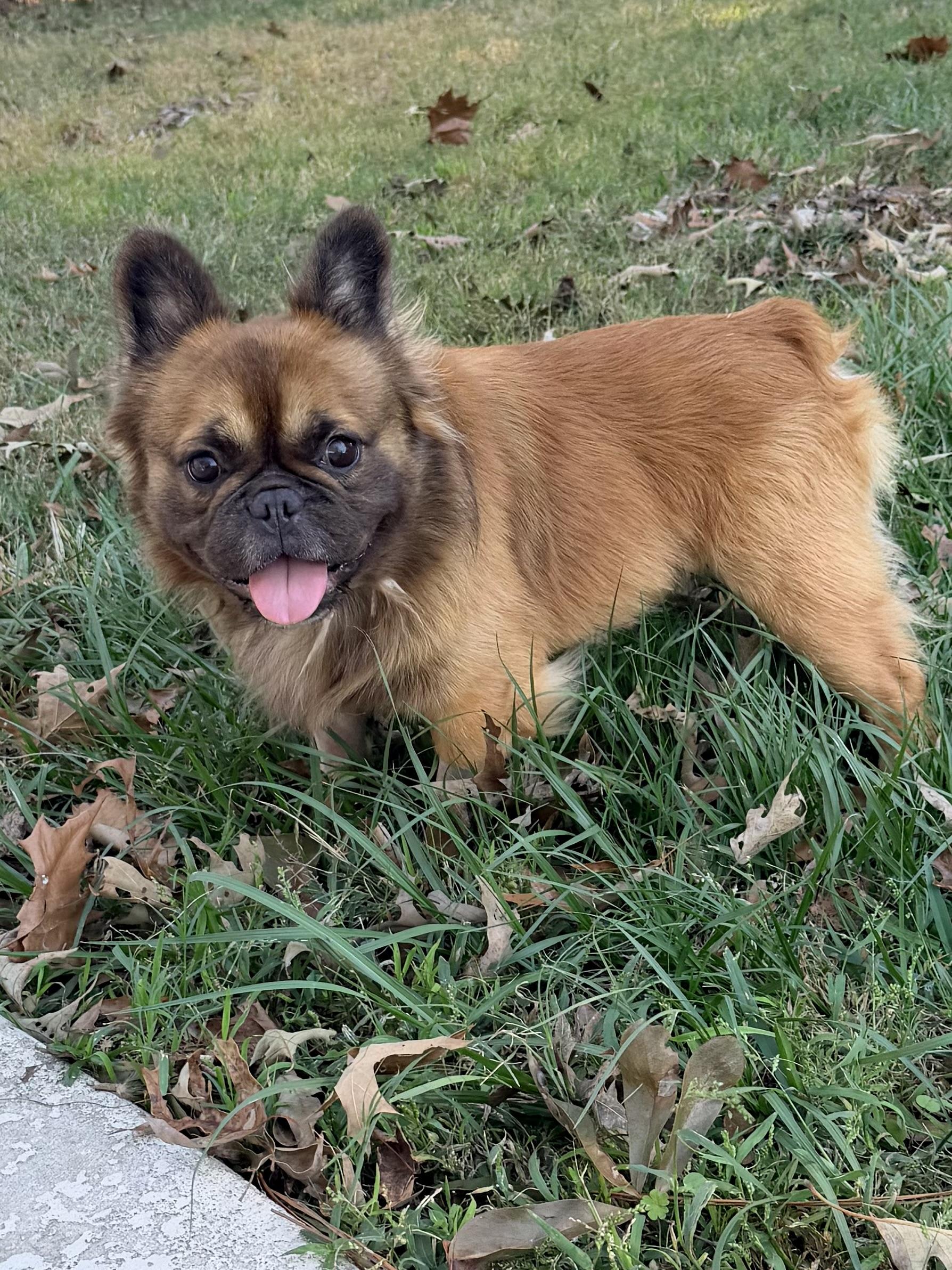 Deuce, Adopted, Adult Male French Bulldog.