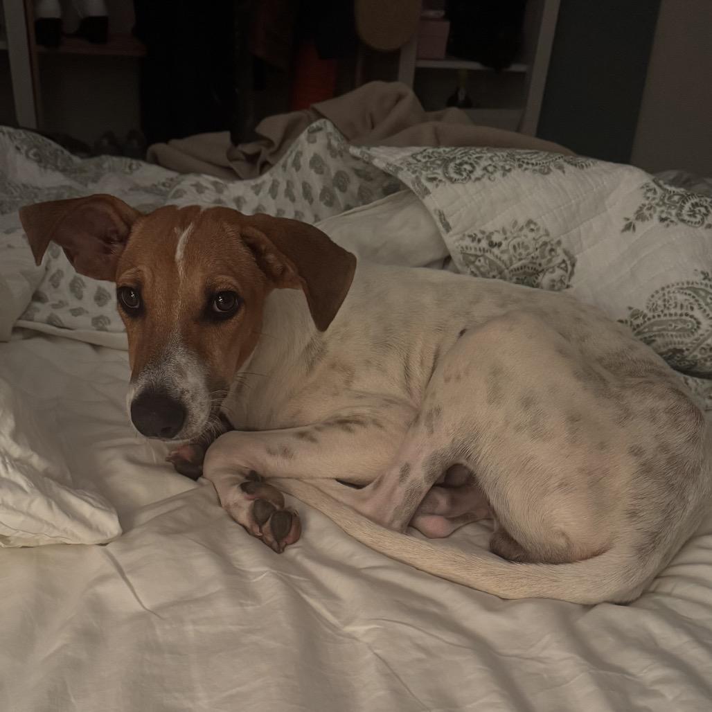 Baloo, Adoptable, Young Male Basenji & Saluki.