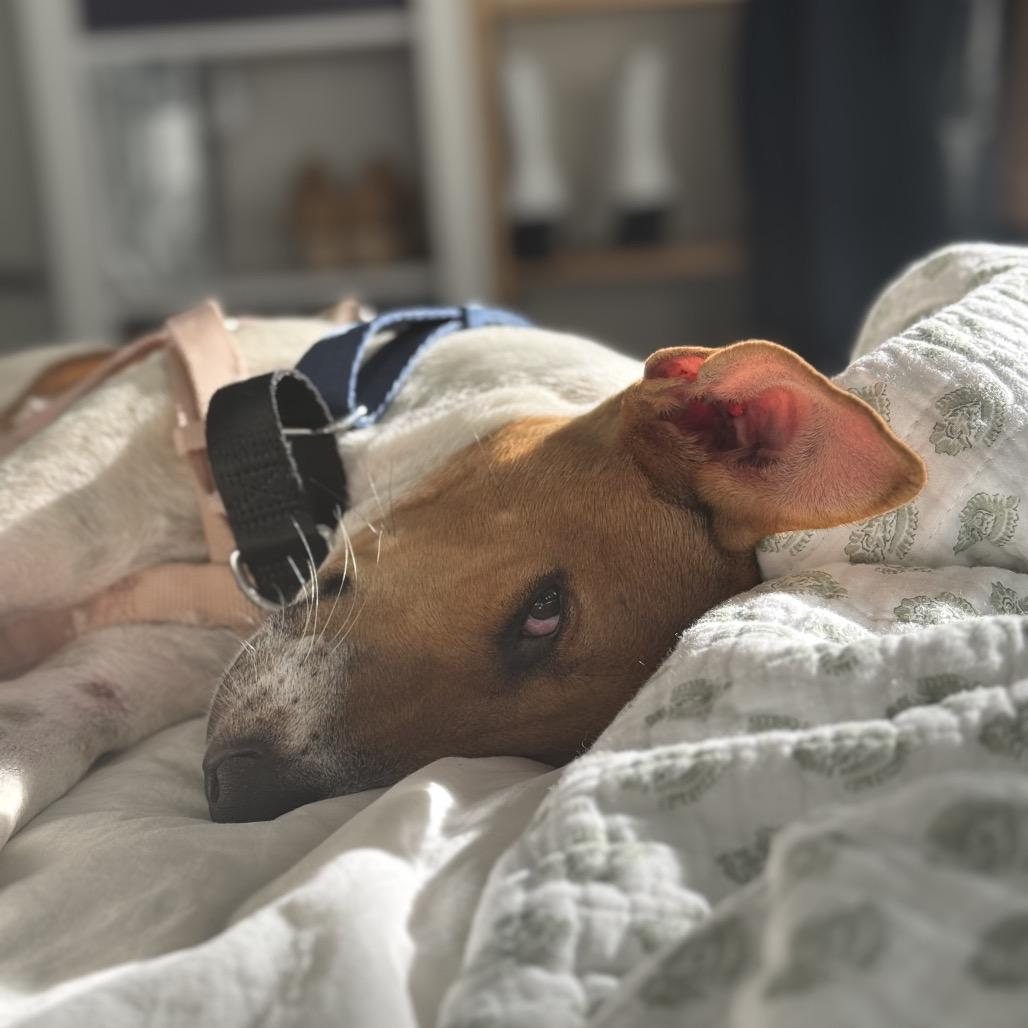 Enlarge Baloo, a Adoptable mixed breed in Potomac, MD image 2/6