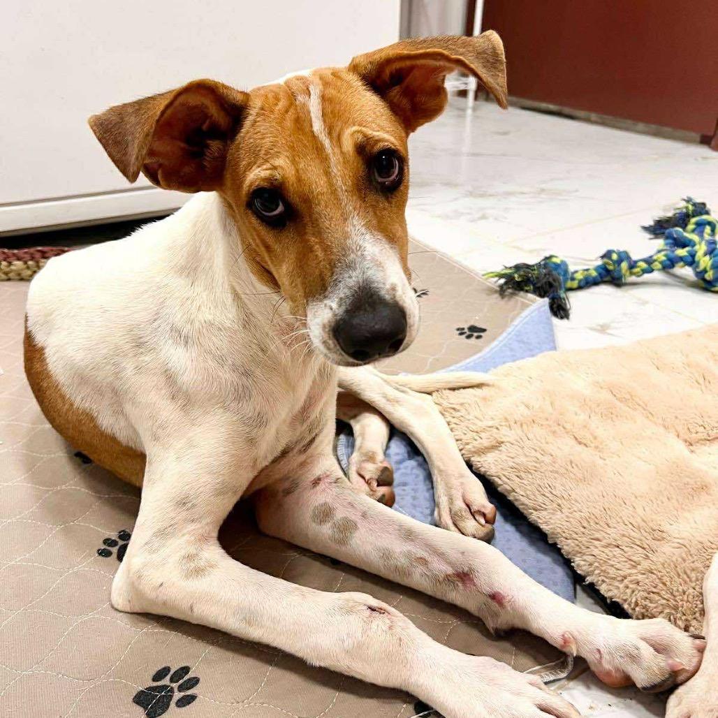 Enlarge Baloo, a Adoptable mixed breed in Potomac, MD image 3/6