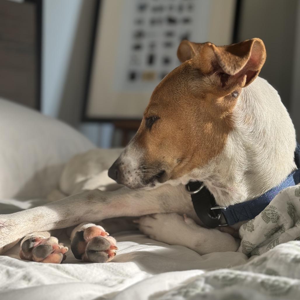 Enlarge Baloo, a Adoptable mixed breed in Potomac, MD image 4/6