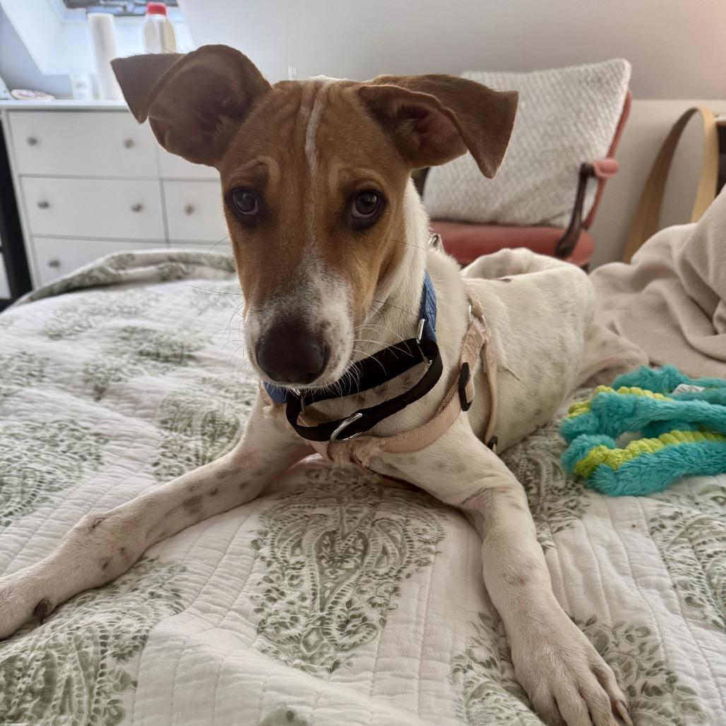 Enlarge Baloo, a Adoptable mixed breed in Potomac, MD image 5/6