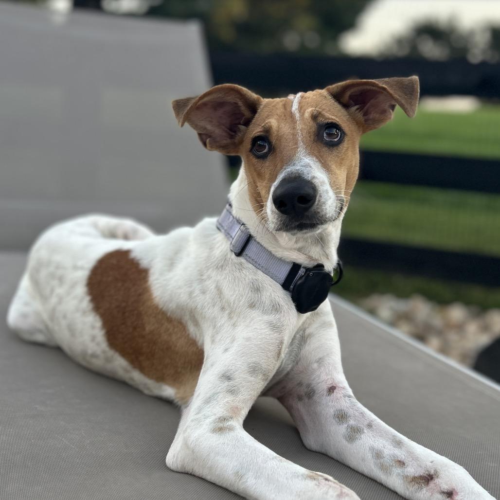 Enlarge Baloo, a Adoptable mixed breed in Potomac, MD image 6/6