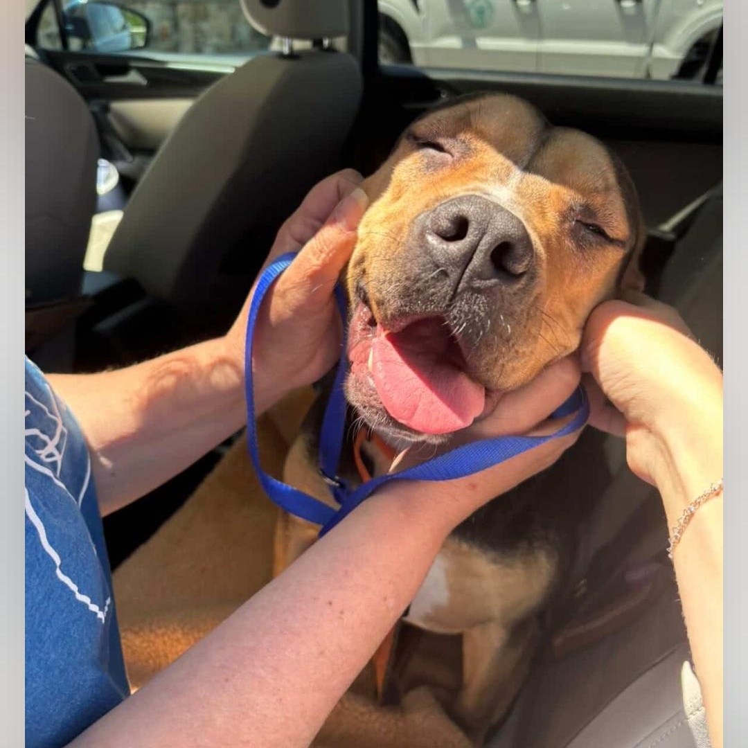 Gabriella - 60 lb Lap Dog!!, a ADOPTABLE mixed breed in Buford, GA image 4/6