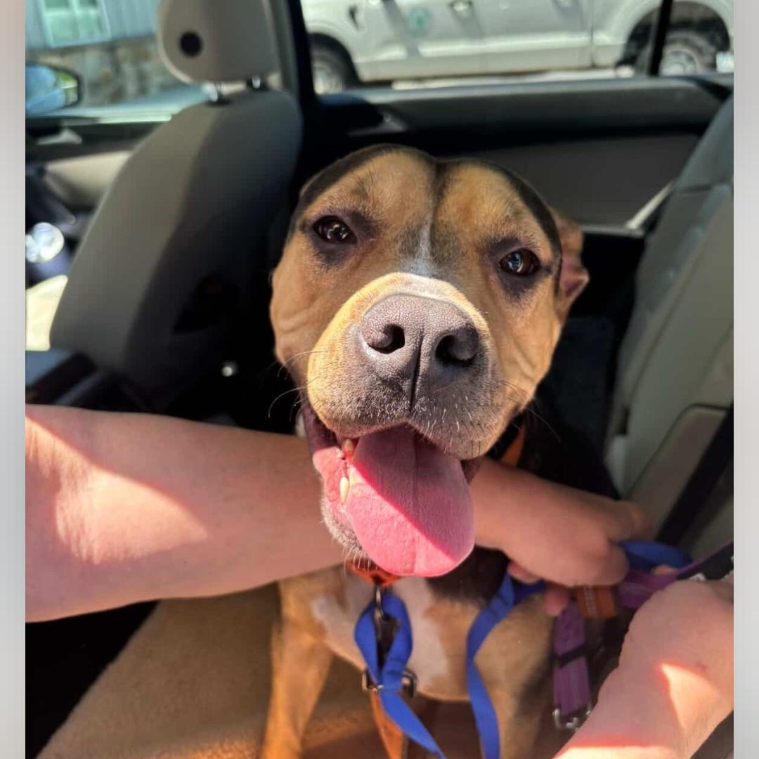 Gabriella - 60 lb Lap Dog!!, a ADOPTABLE mixed breed in Buford, GA image 5/6