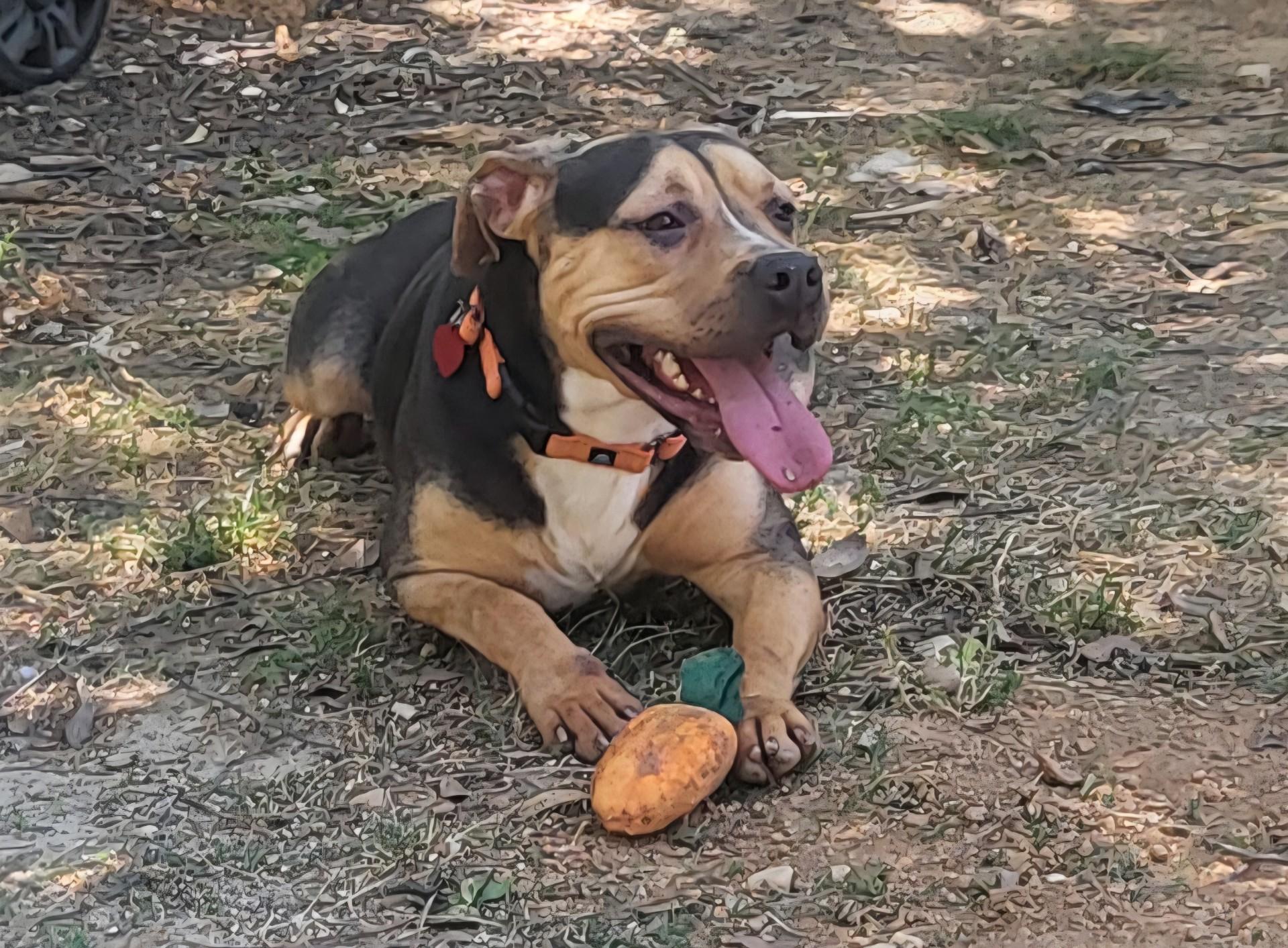 Gabriella - 60 lb Lap Dog!!, a ADOPTABLE mixed breed in Buford, GA image 3/6