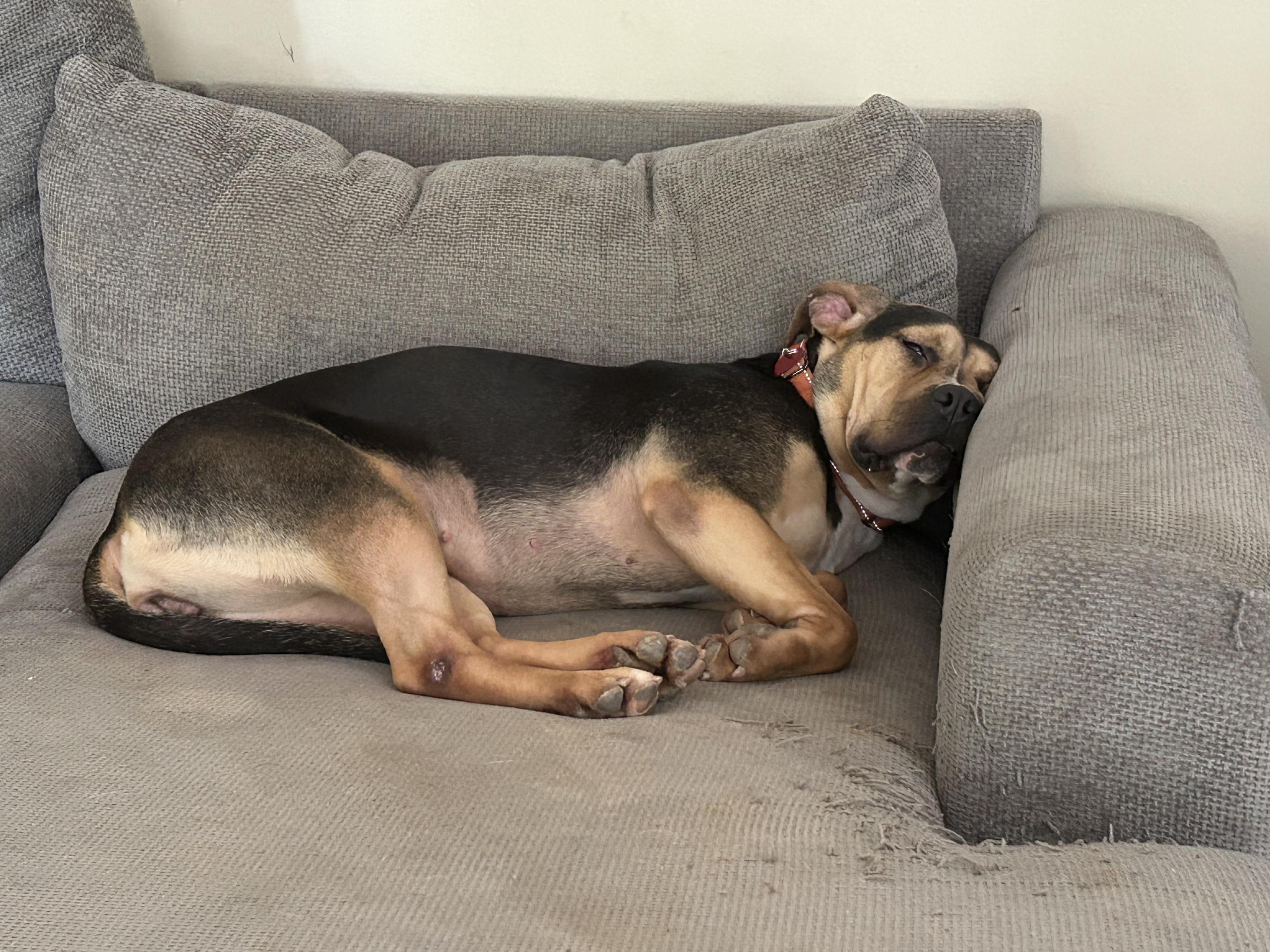 Gabriella - 60 lb Lap Dog!!, a ADOPTABLE mixed breed in Buford, GA image 6/6