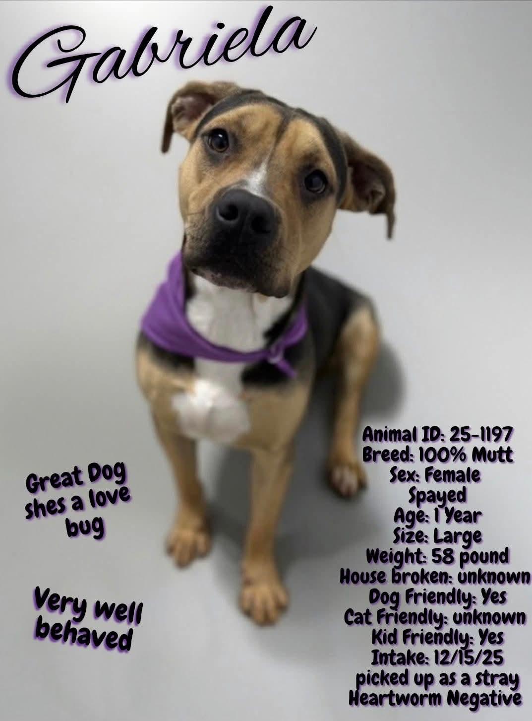 Gabriella - 60 lb Lap Dog!!, a ADOPTABLE mixed breed in Buford, GA image 1/6
