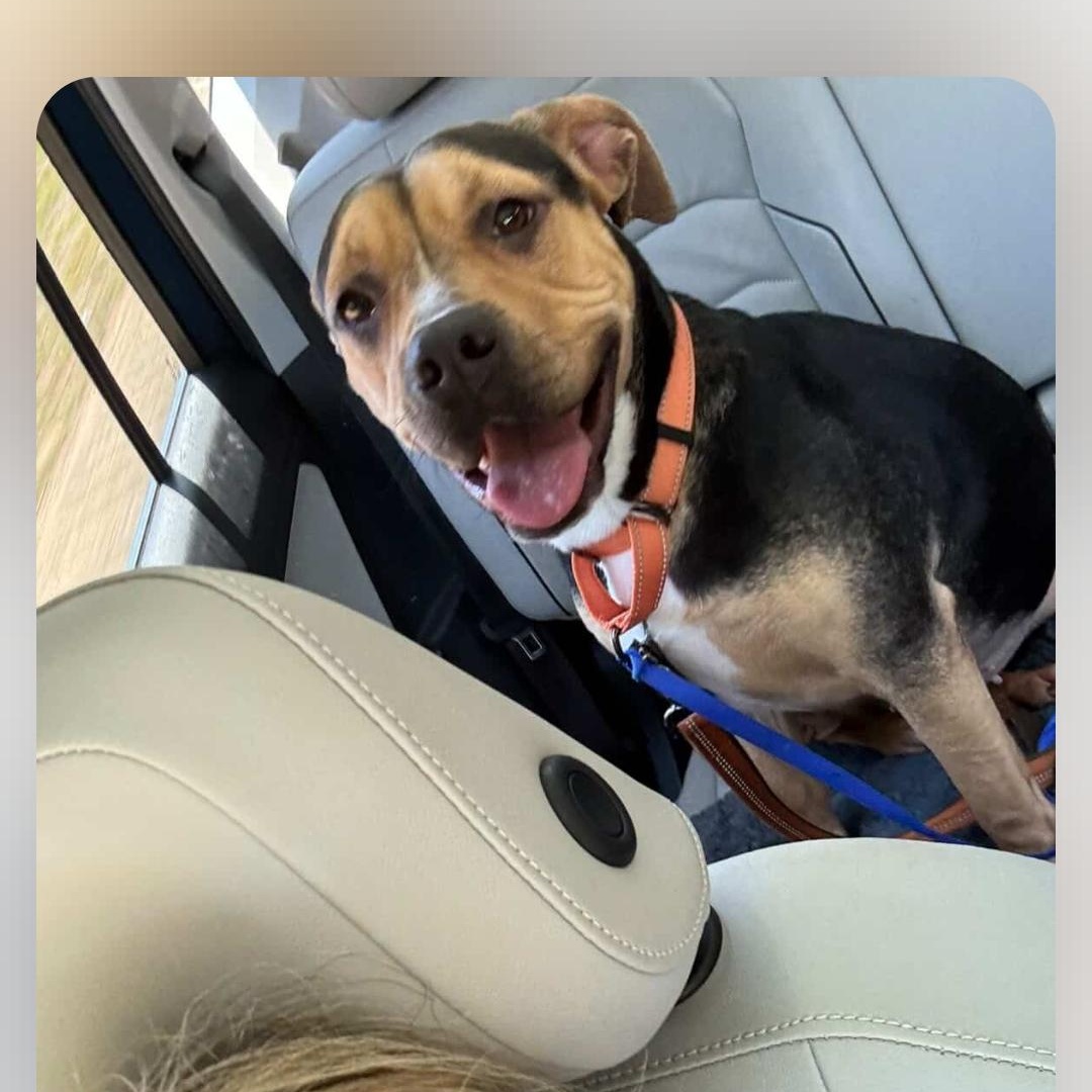 Gabriella - 60 lb Lap Dog!!, a ADOPTABLE mixed breed in Buford, GA image 2/6