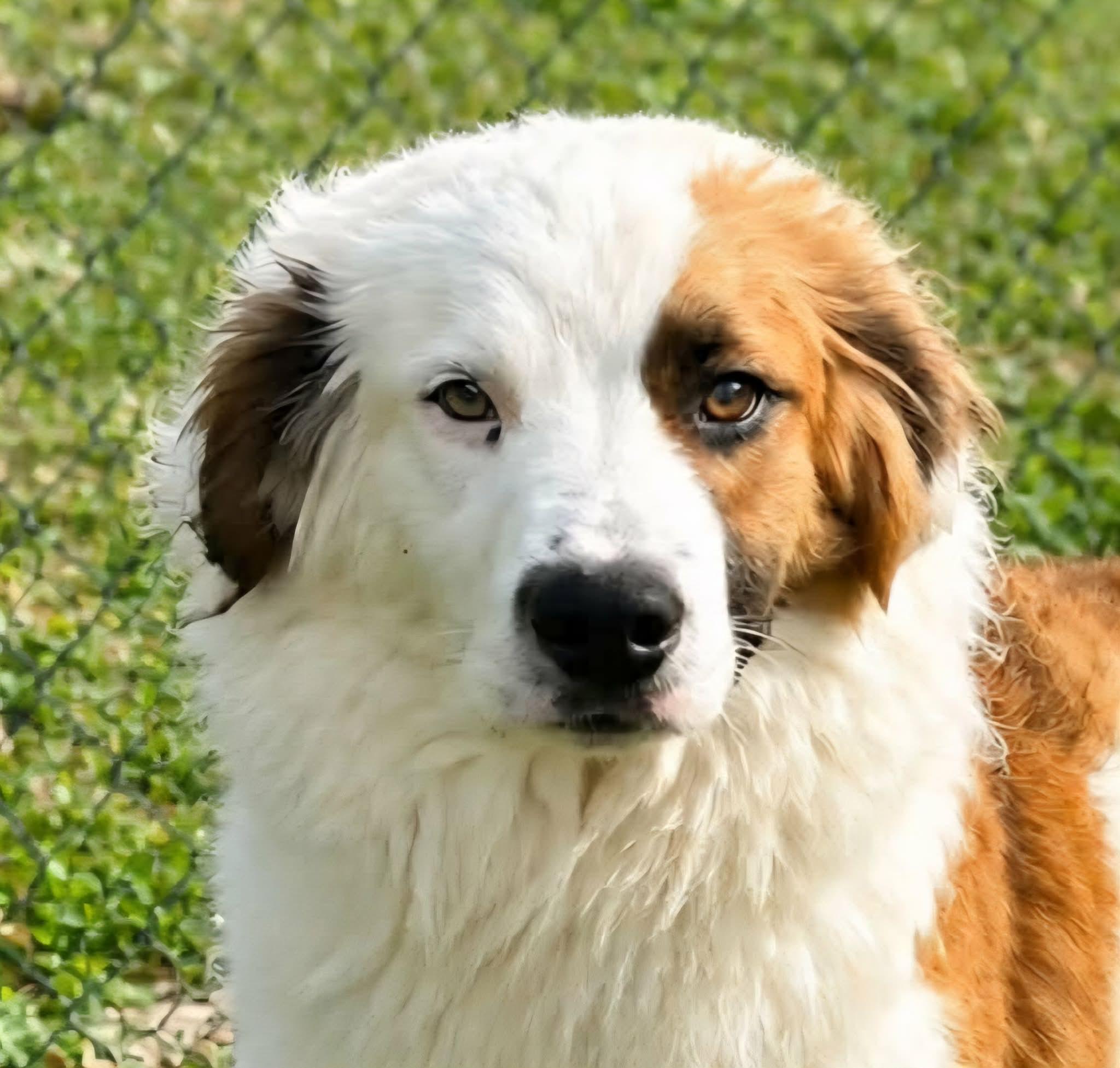 Enlarge Duel, a ADOPTABLE mixed breed in Newport, TN image 1/3