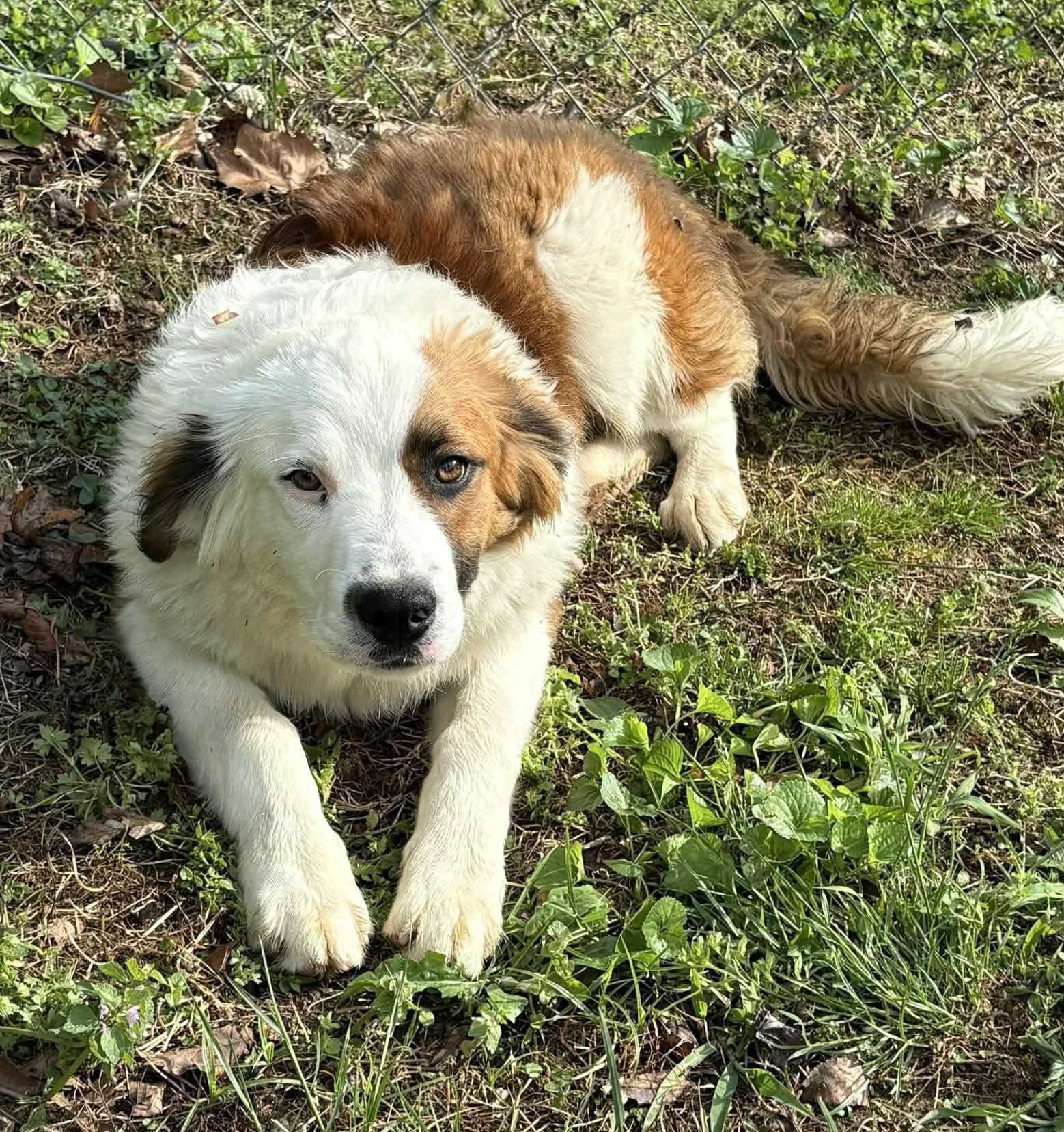 Enlarge Duel, a ADOPTABLE mixed breed in Newport, TN image 2/3