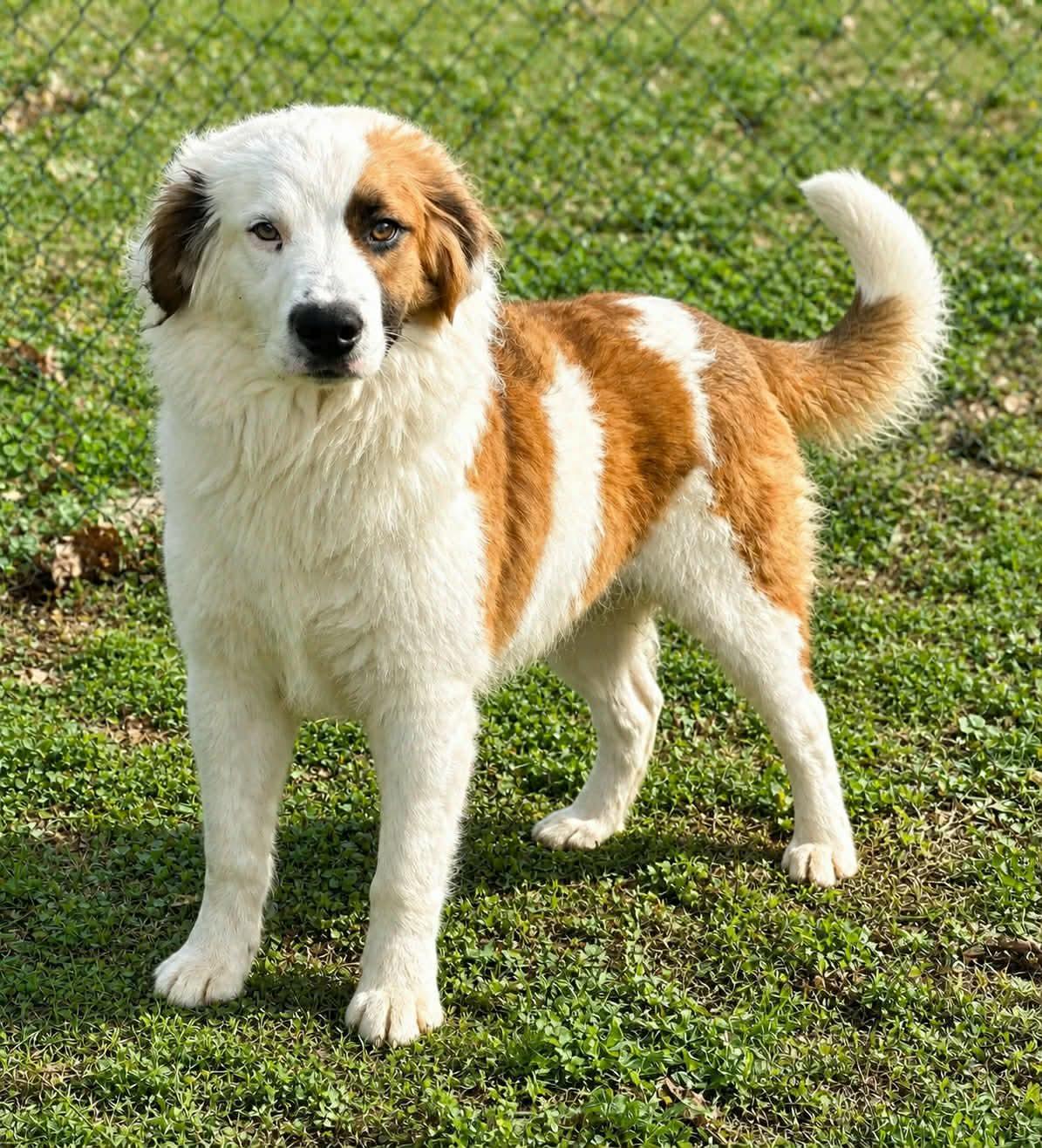 Enlarge Duel, a ADOPTABLE mixed breed in Newport, TN image 3/3