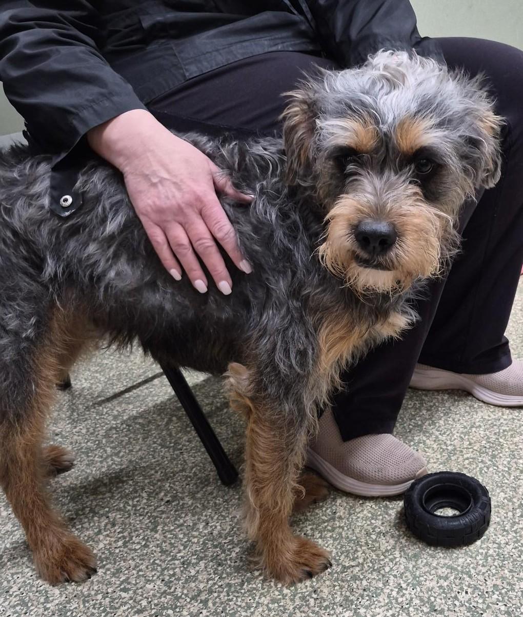 Enlarge Archie, a ADOPTABLE Aussiedoodle in Warwick, RI image 2/2
