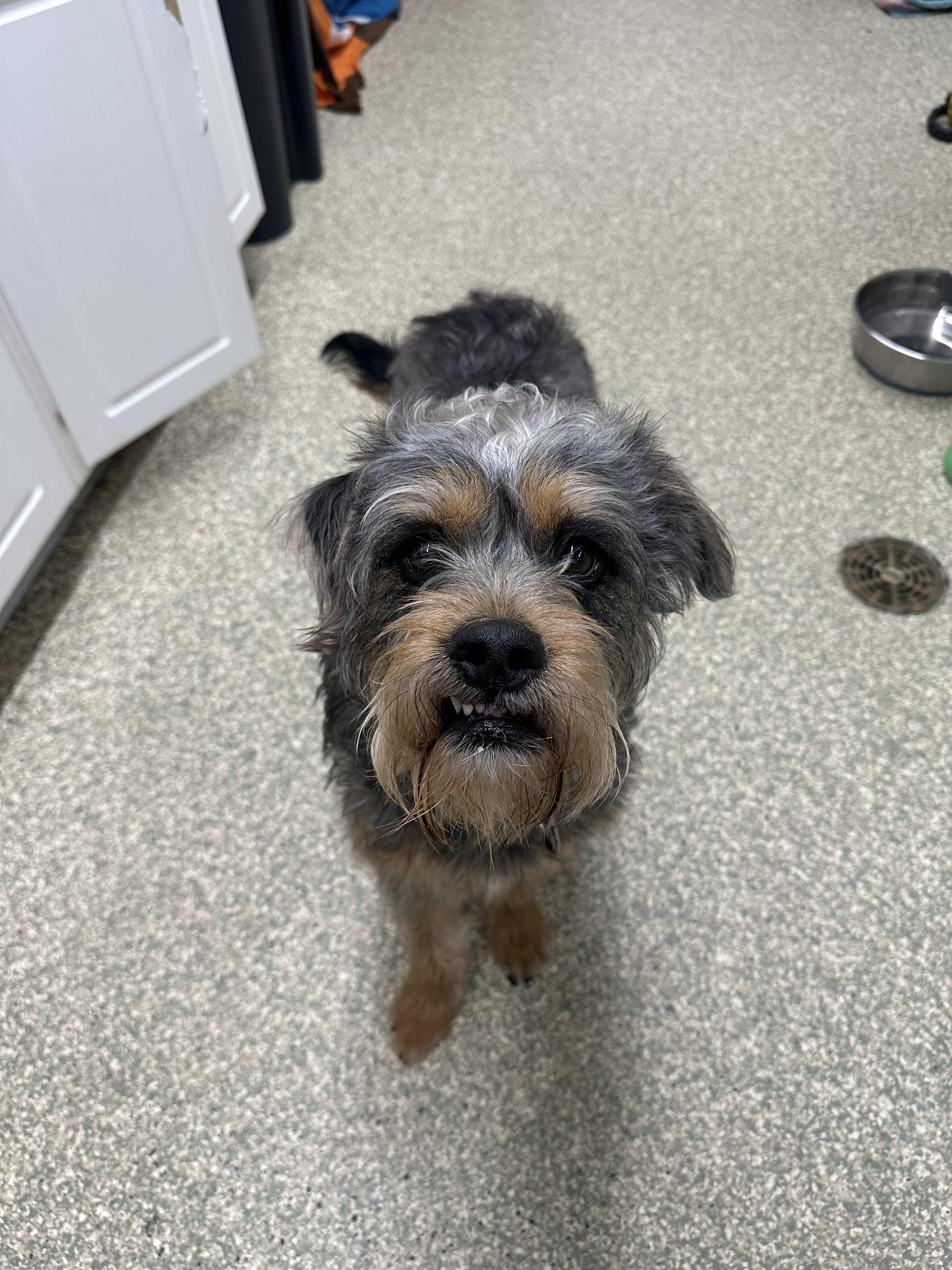 Enlarge Archie, a ADOPTABLE Aussiedoodle in Warwick, RI image 1/2