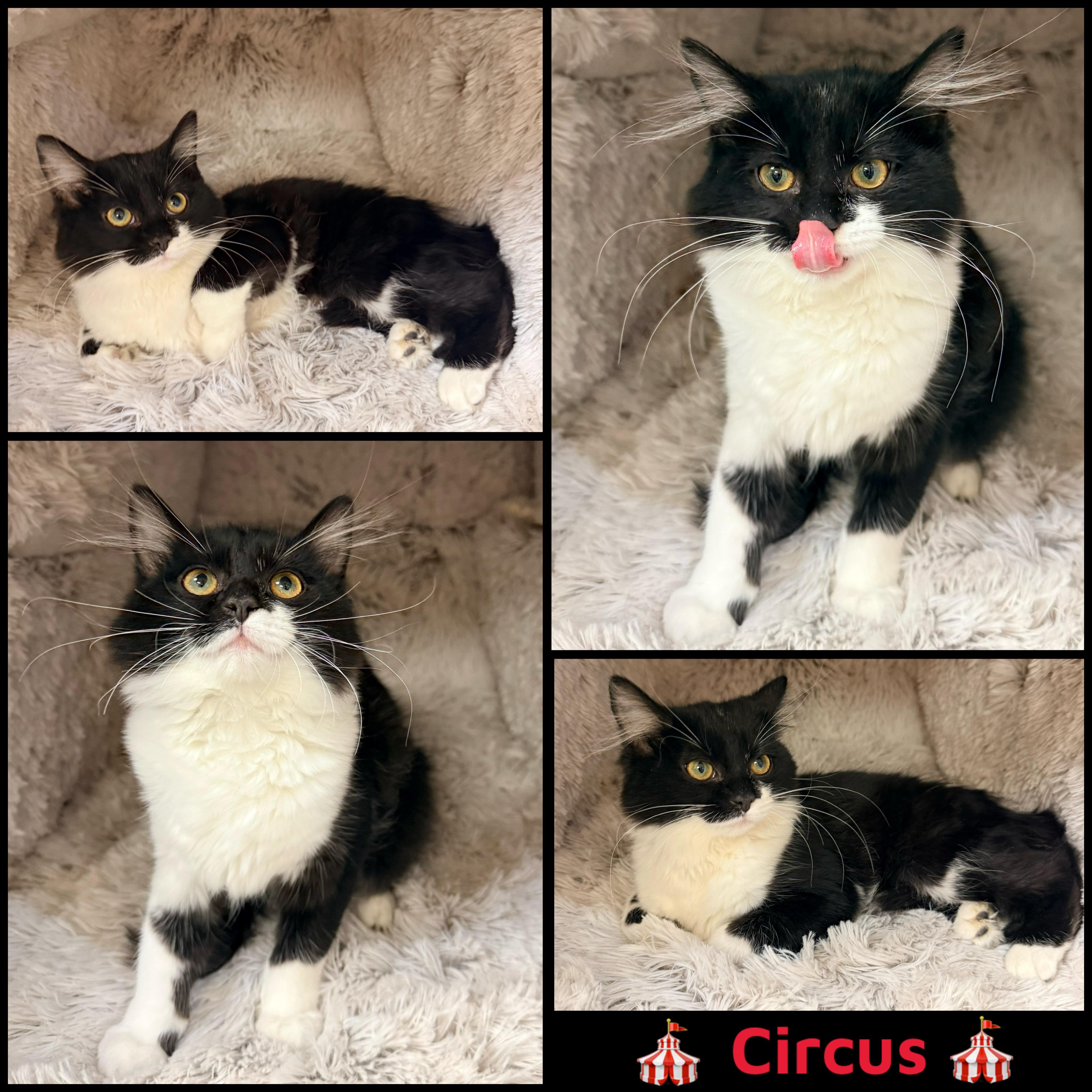 Circus, adoptable, Kitten Male Domestic Long Hair.