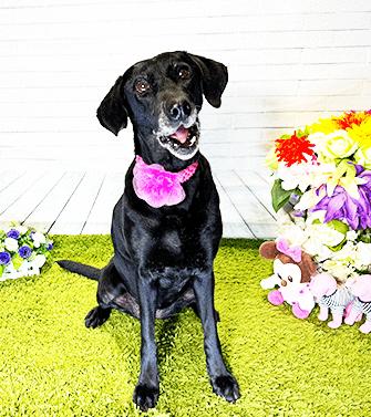 WUGO, Adoptable, Adult Female Labrador Retriever.