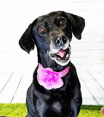 Enlarge WUGO, a Adoptable mixed breed in Castro Valley, CA image 3/3