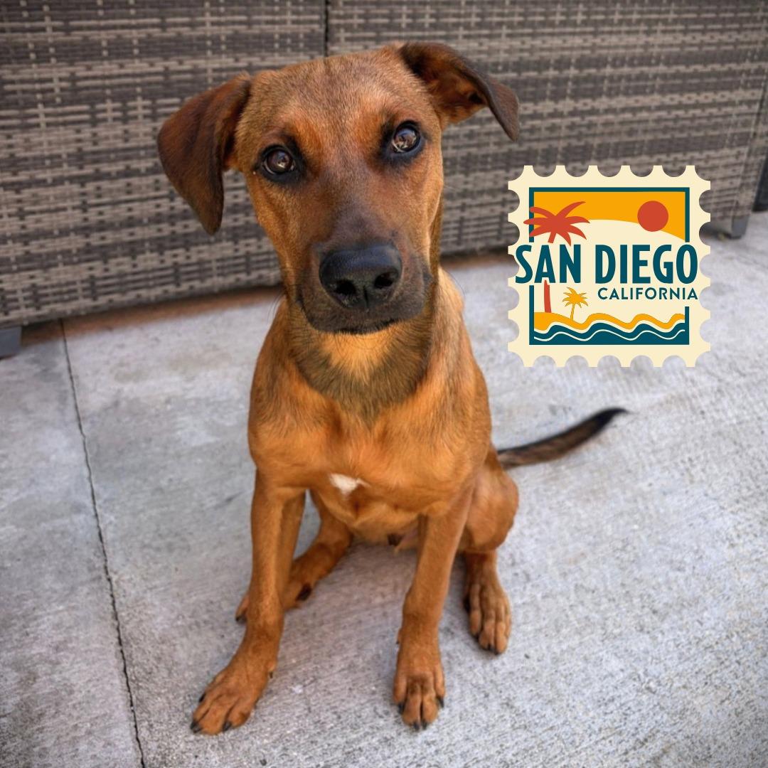 Chewbacca, an adopted mixed breed in San Diego, CA image 1/6
