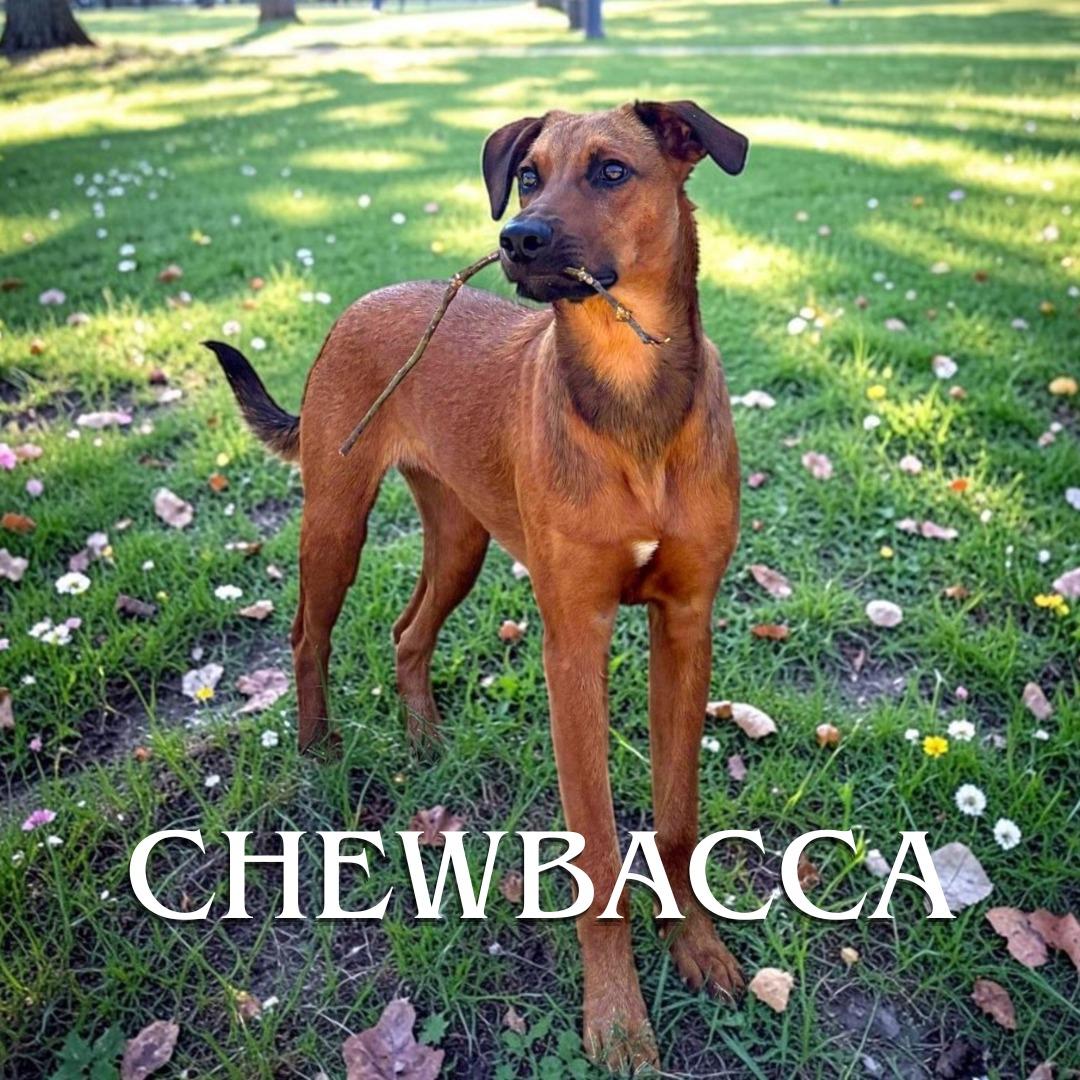 Chewbacca, an adopted mixed breed in San Diego, CA image 2/6