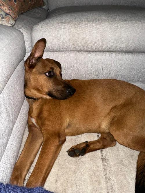 Chewbacca, an adopted mixed breed in San Diego, CA image 6/6