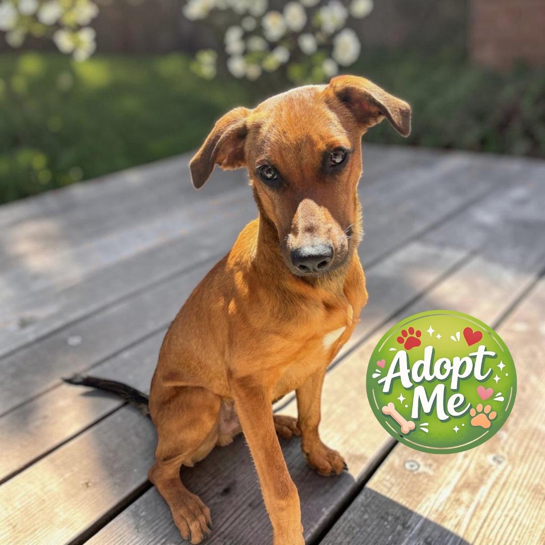 Chewbacca, an adopted mixed breed in San Diego, CA image 4/6
