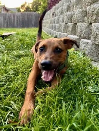 Chewbacca, an adopted mixed breed in San Diego, CA image 3/6