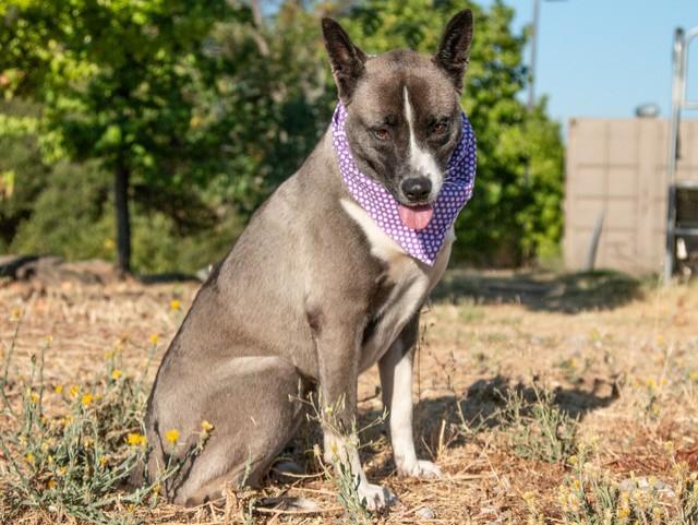Whisper, adoptable, Adult Female Akita.