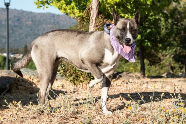 Enlarge Whisper, an adoptable mixed breed in San Andreas, CA image 2/3