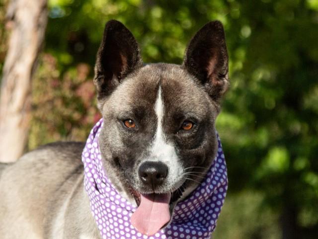 Enlarge Whisper, an adoptable mixed breed in San Andreas, CA image 3/3