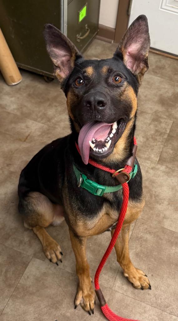 Enlarge Jet, a Adoptable mixed breed in Springfield, OH image 1/1