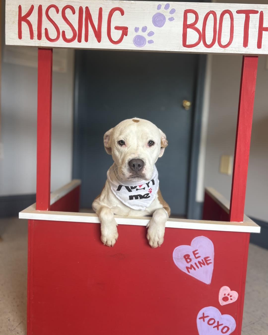 Sash, a Adoptable American Bulldog in Raleigh, NC image 1/3