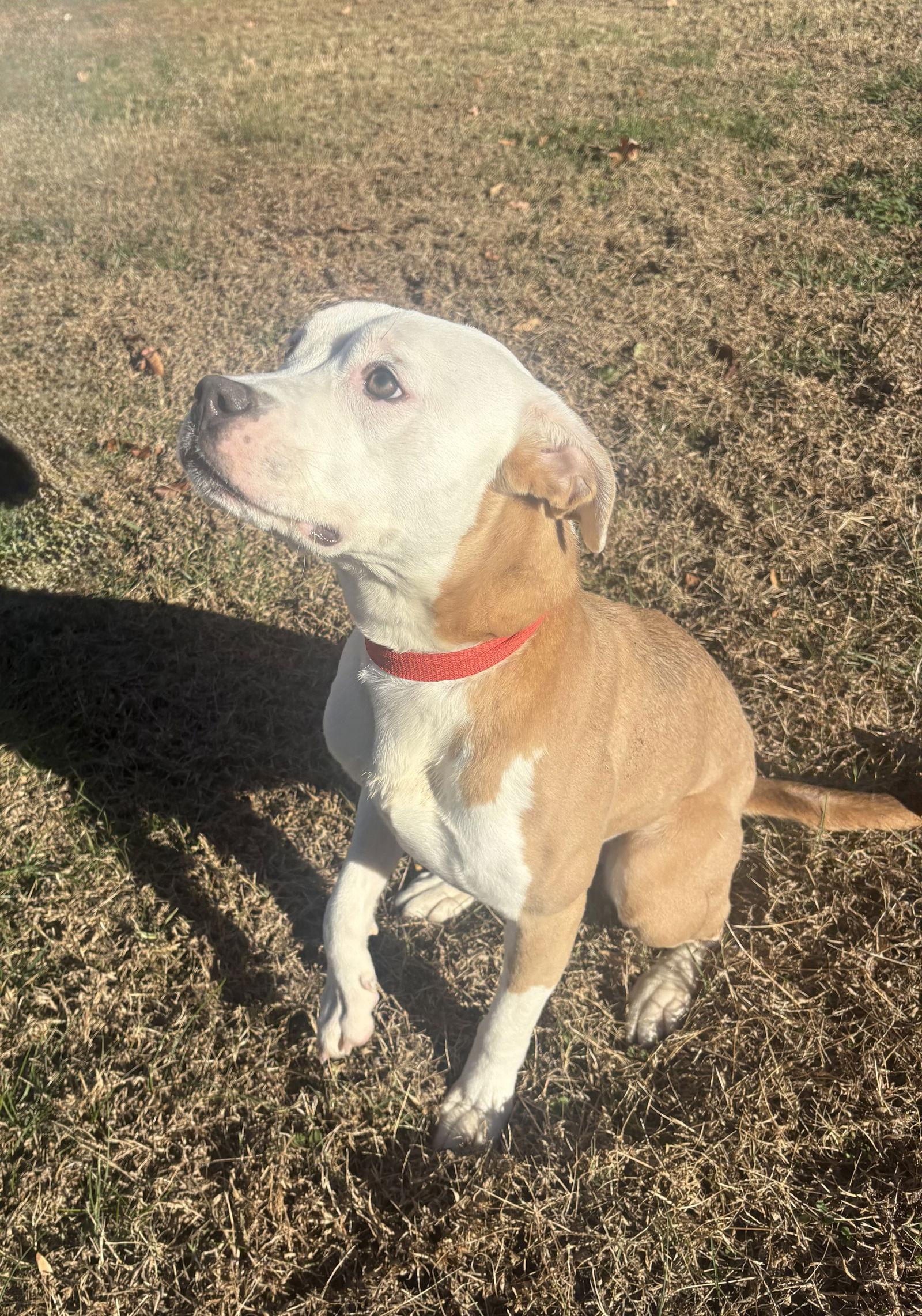 Sash, a Adoptable American Bulldog in Raleigh, NC image 2/3