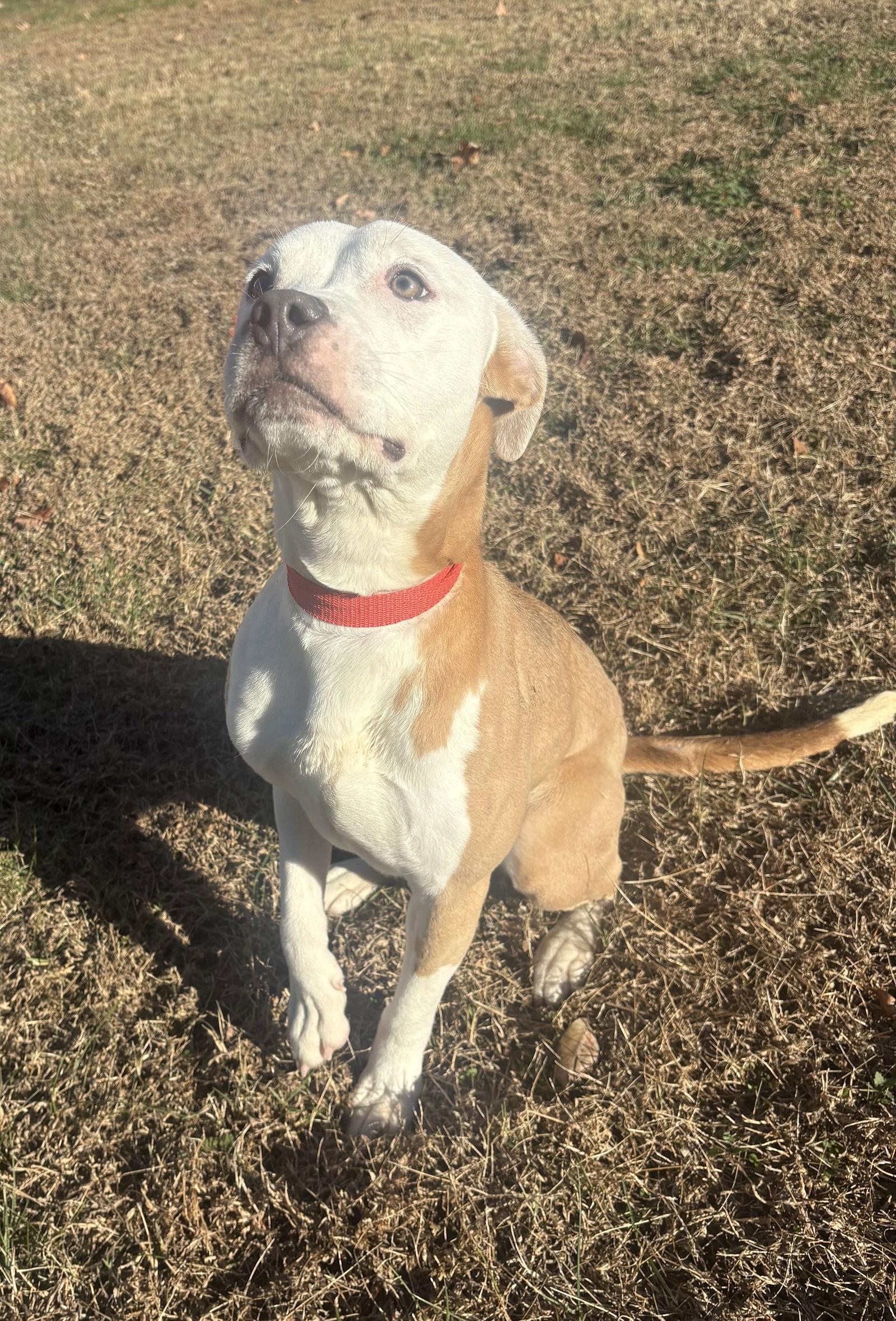 Sash, a Adoptable American Bulldog in Raleigh, NC image 3/3