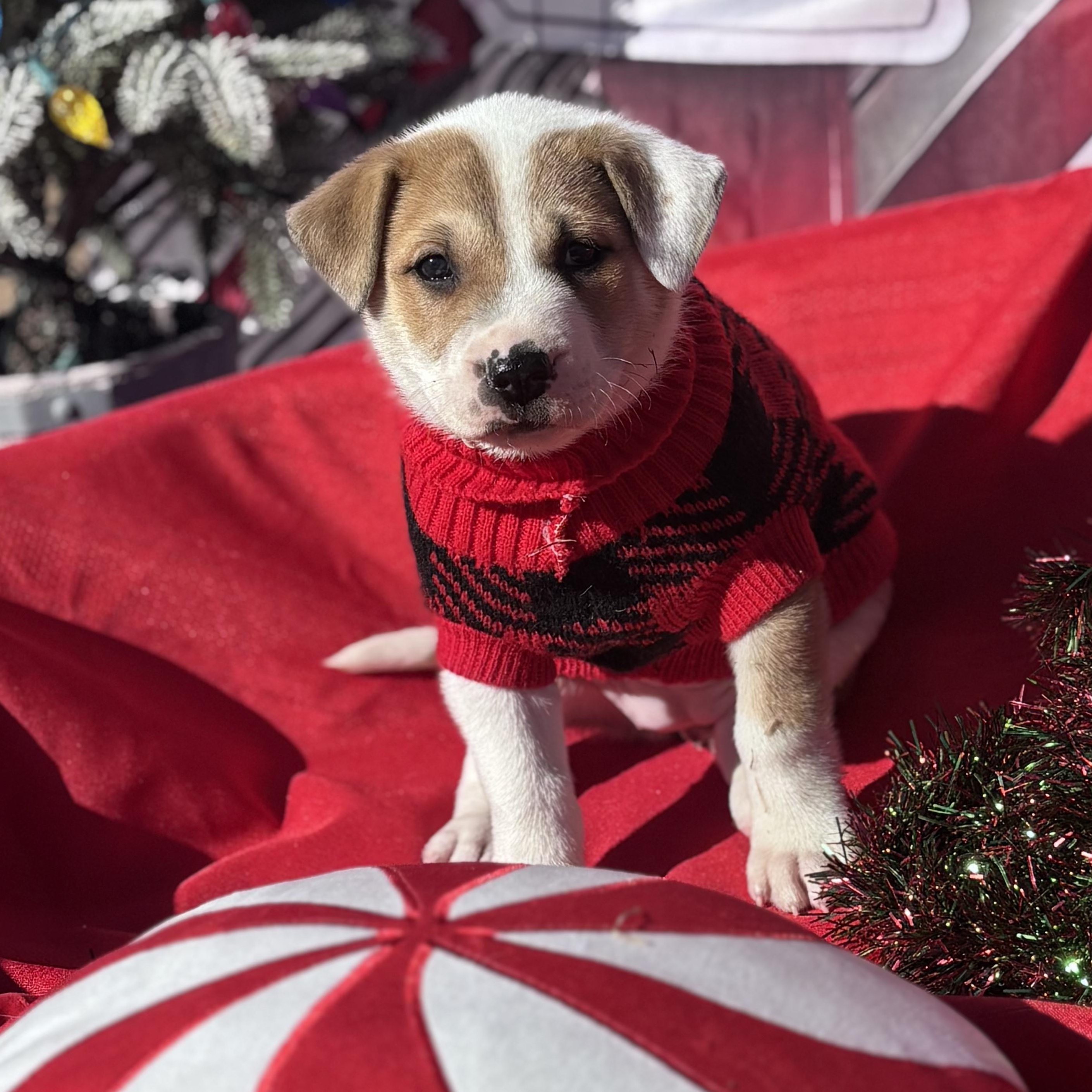 Enlarge Yahtzee, a Adoptable mixed breed in Ayden, NC image 5/6