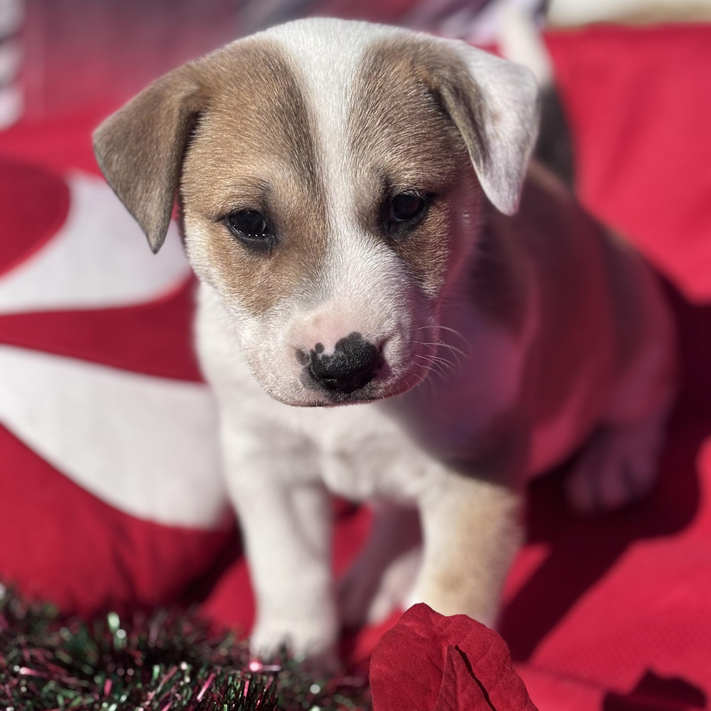 Enlarge Yahtzee, a Adoptable mixed breed in Ayden, NC image 4/6