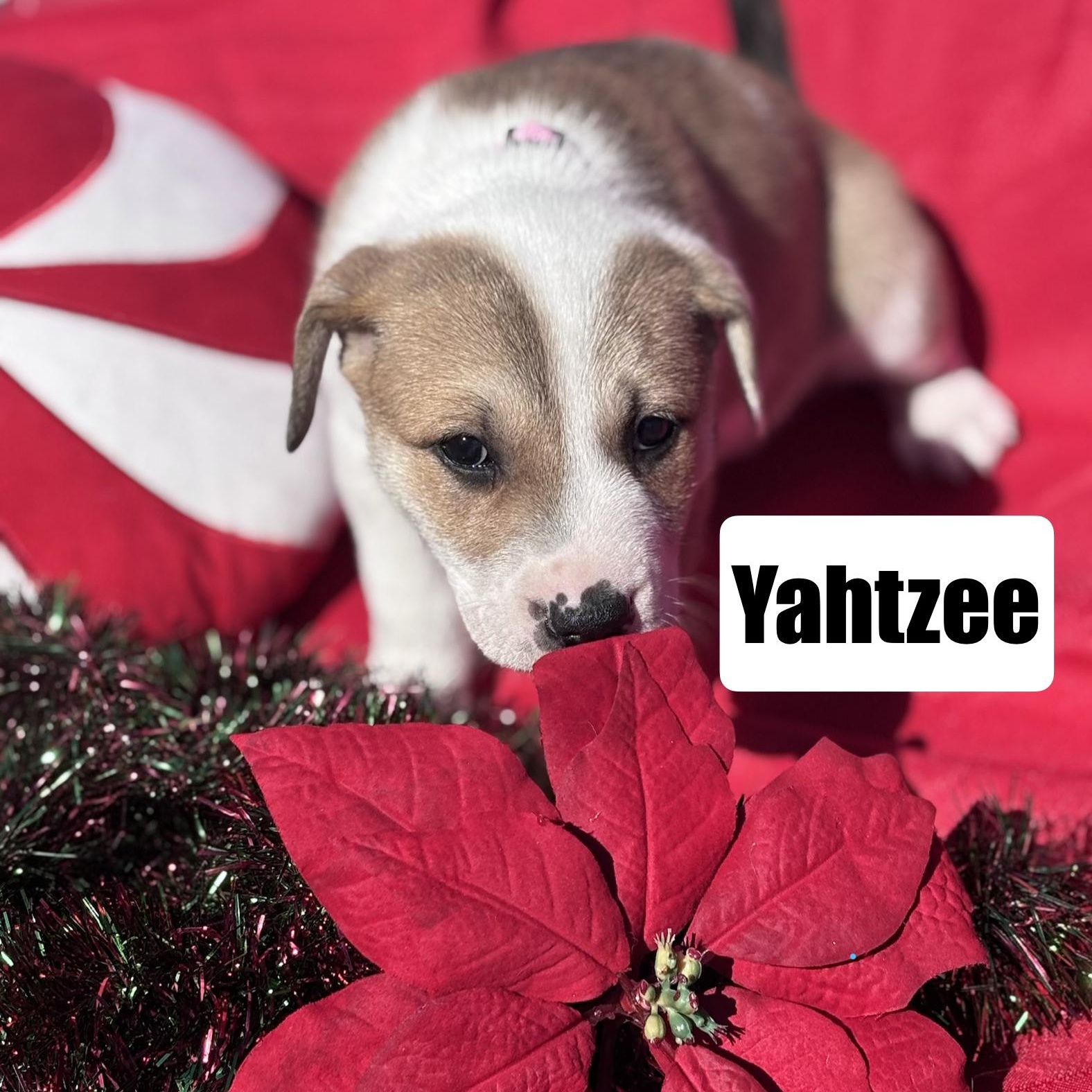 Enlarge Yahtzee, a Adoptable mixed breed in Ayden, NC image 3/6