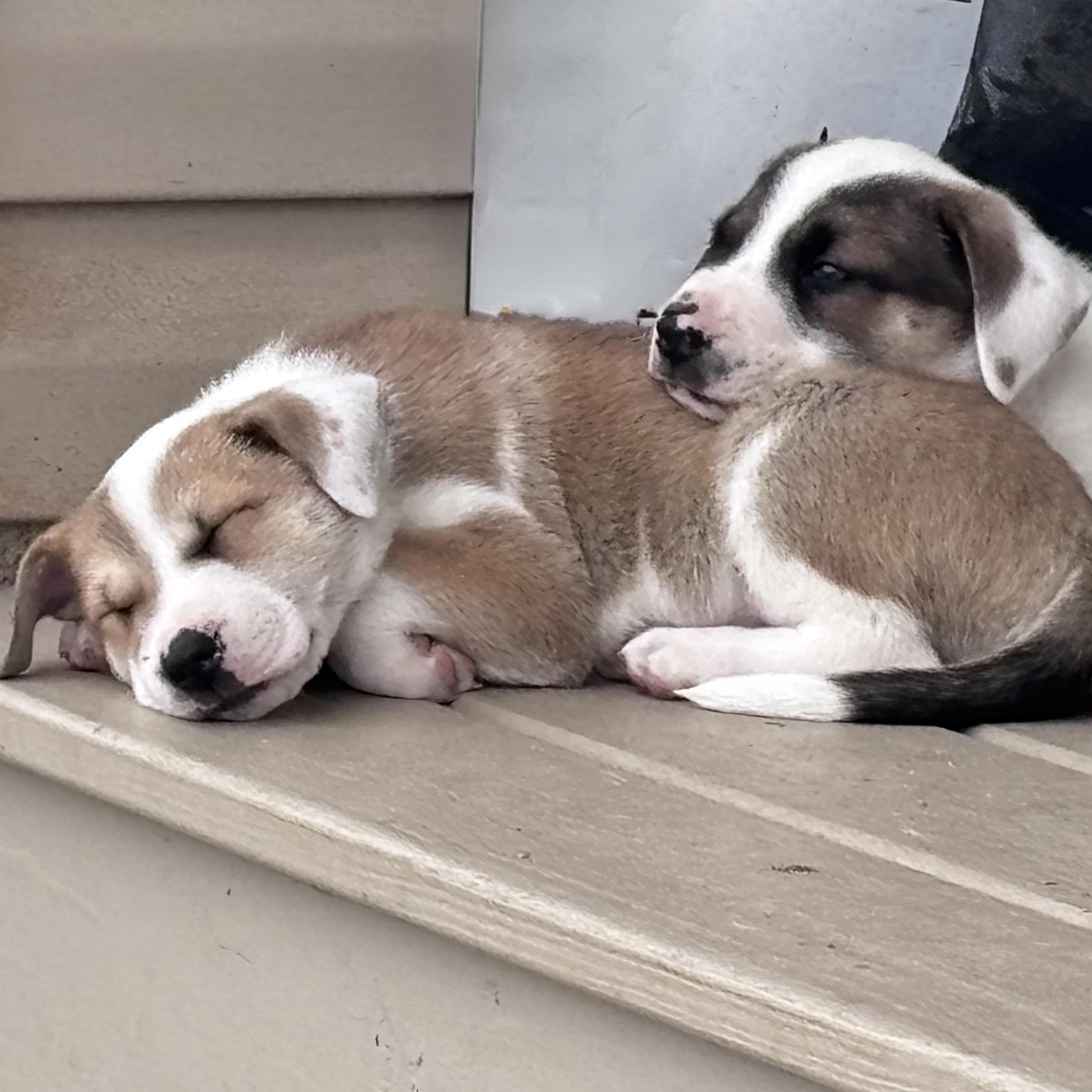 Enlarge Yahtzee, a Adoptable mixed breed in Ayden, NC image 6/6