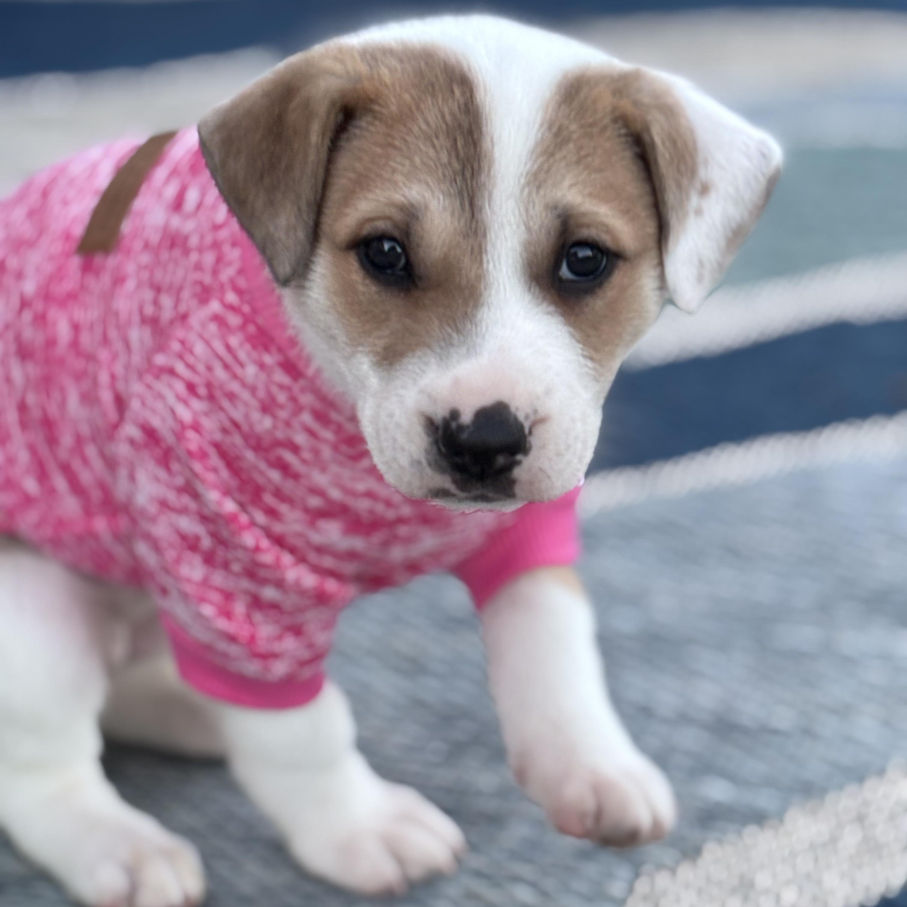 Enlarge Yahtzee, a Adoptable mixed breed in Ayden, NC image 2/6