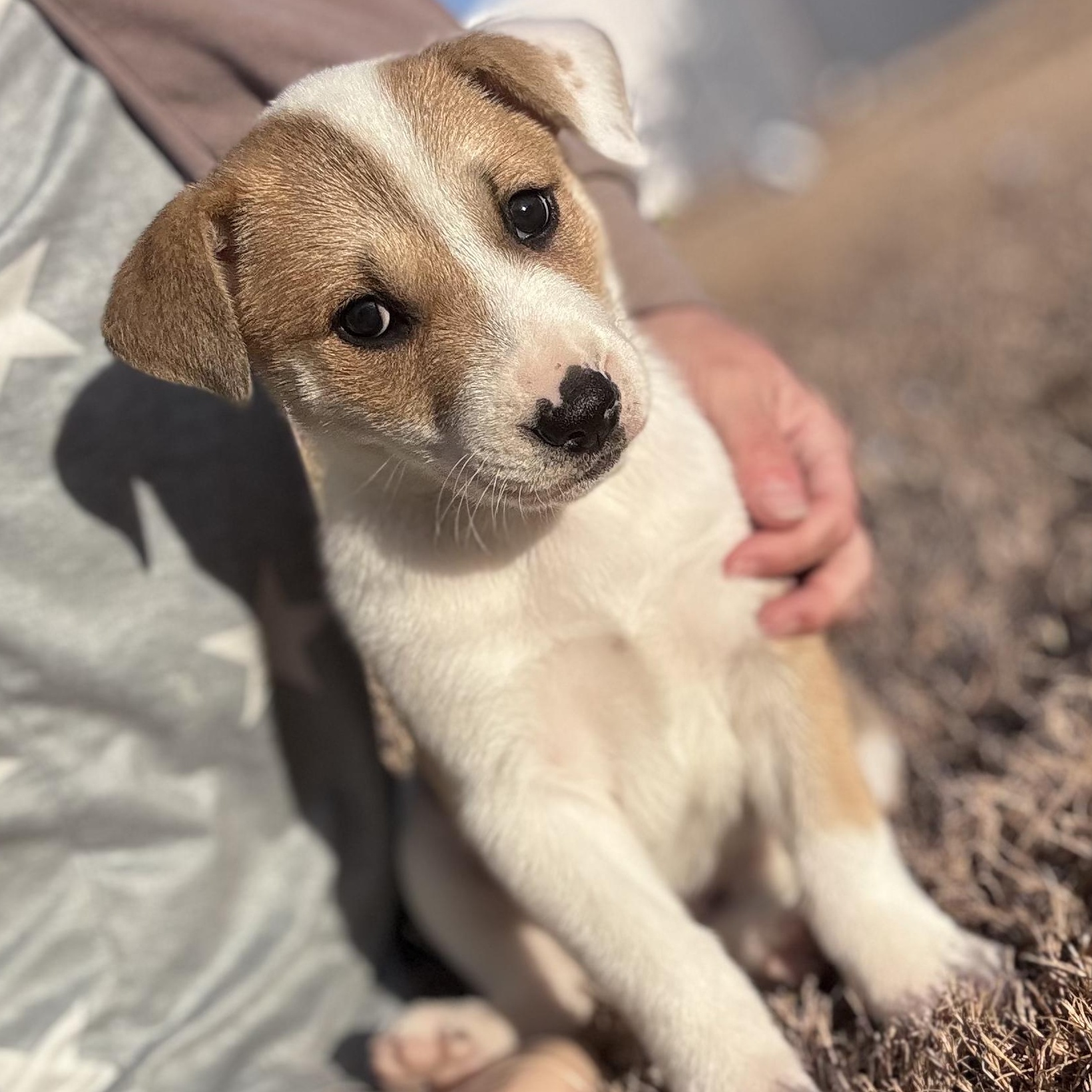 Enlarge Yahtzee, a Adoptable mixed breed in Ayden, NC image 1/6