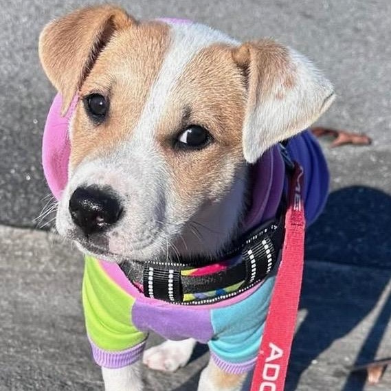 Yahtzee, Adoptable, Puppy Female Mixed Breed.