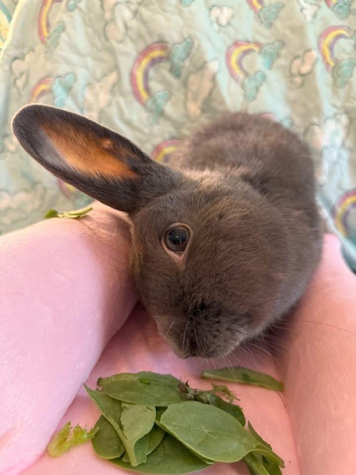 Beanie Baby, Adoptable, Adult Male New Zealand.