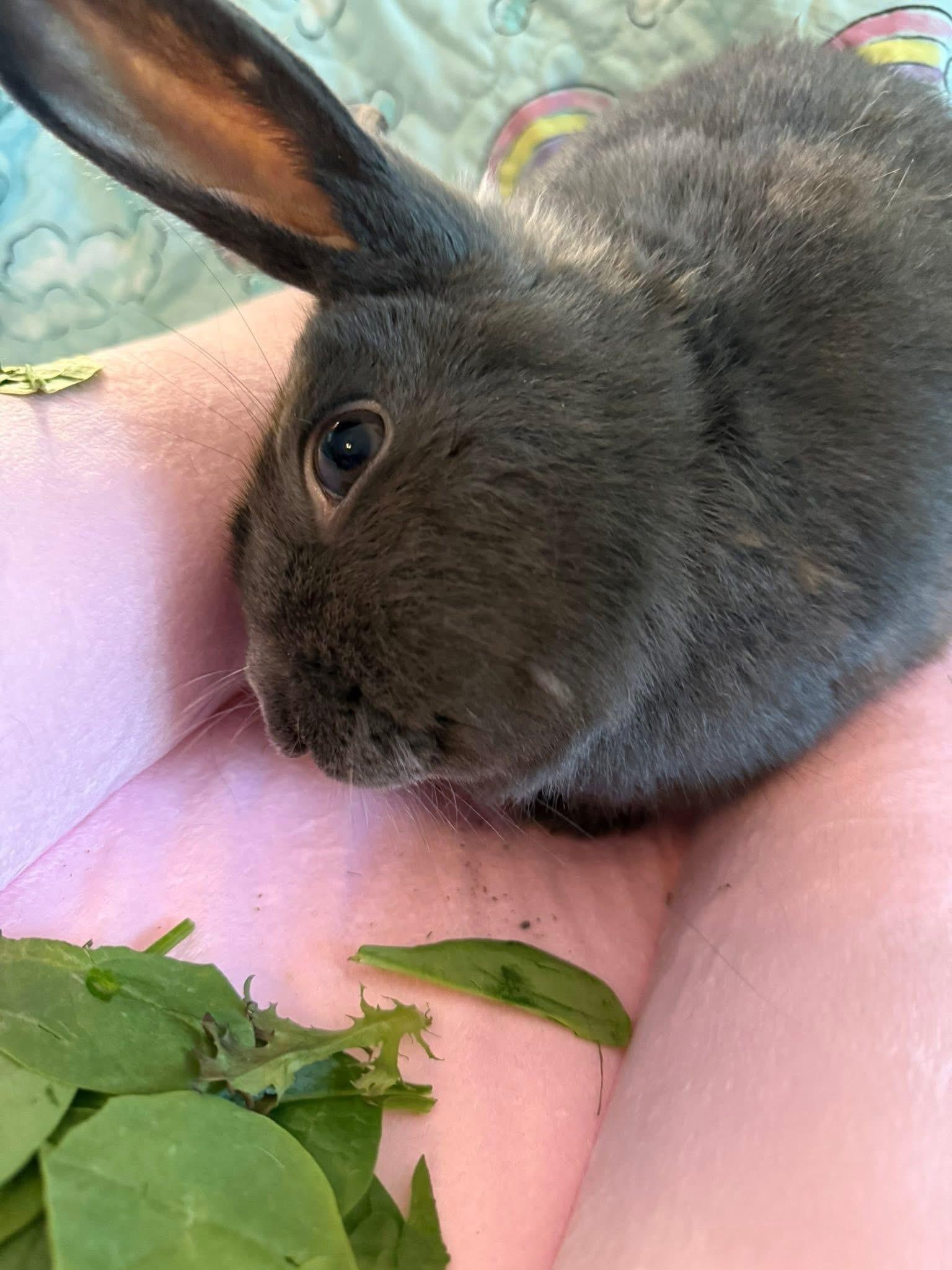 Enlarge Beanie Baby, a Adoptable New Zealand in St. Charles, MO image 2/5