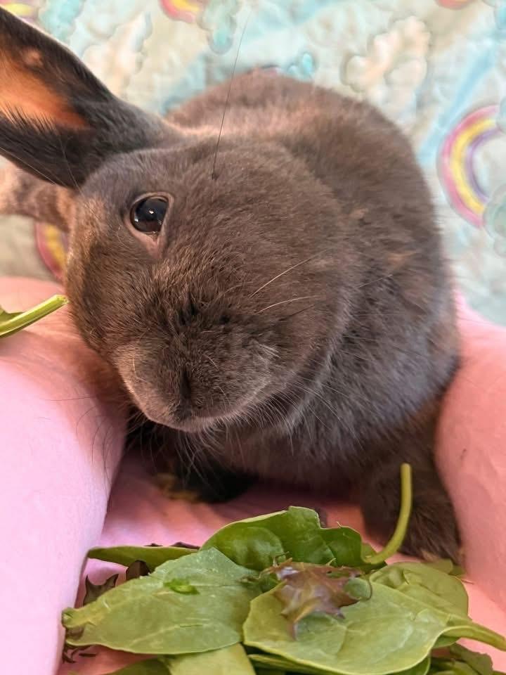Enlarge Beanie Baby, a Adoptable New Zealand in St. Charles, MO image 4/5