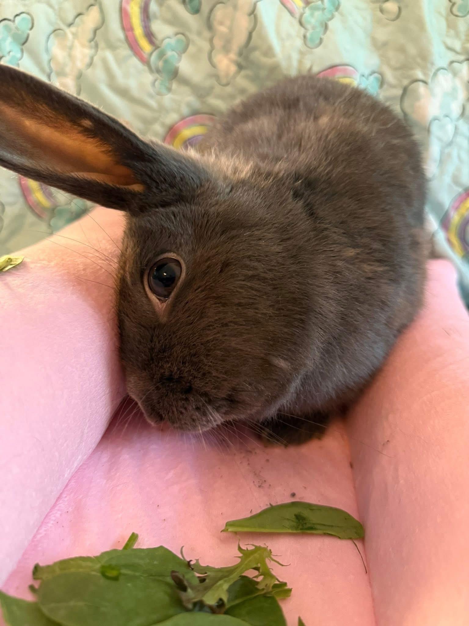 Enlarge Beanie Baby, a Adoptable New Zealand in St. Charles, MO image 5/5