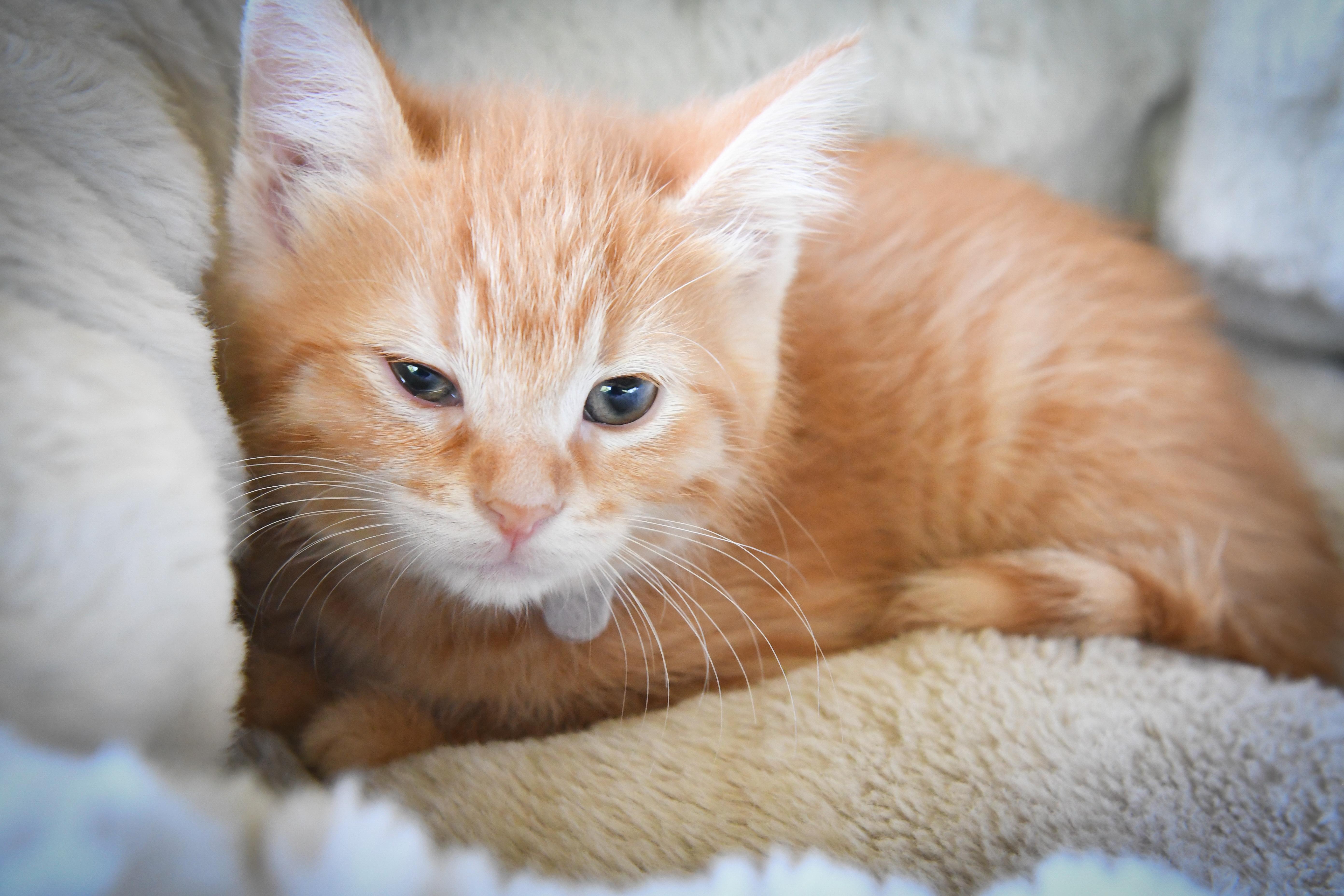 Iris, Adoptable, Kitten Female Domestic Short Hair.