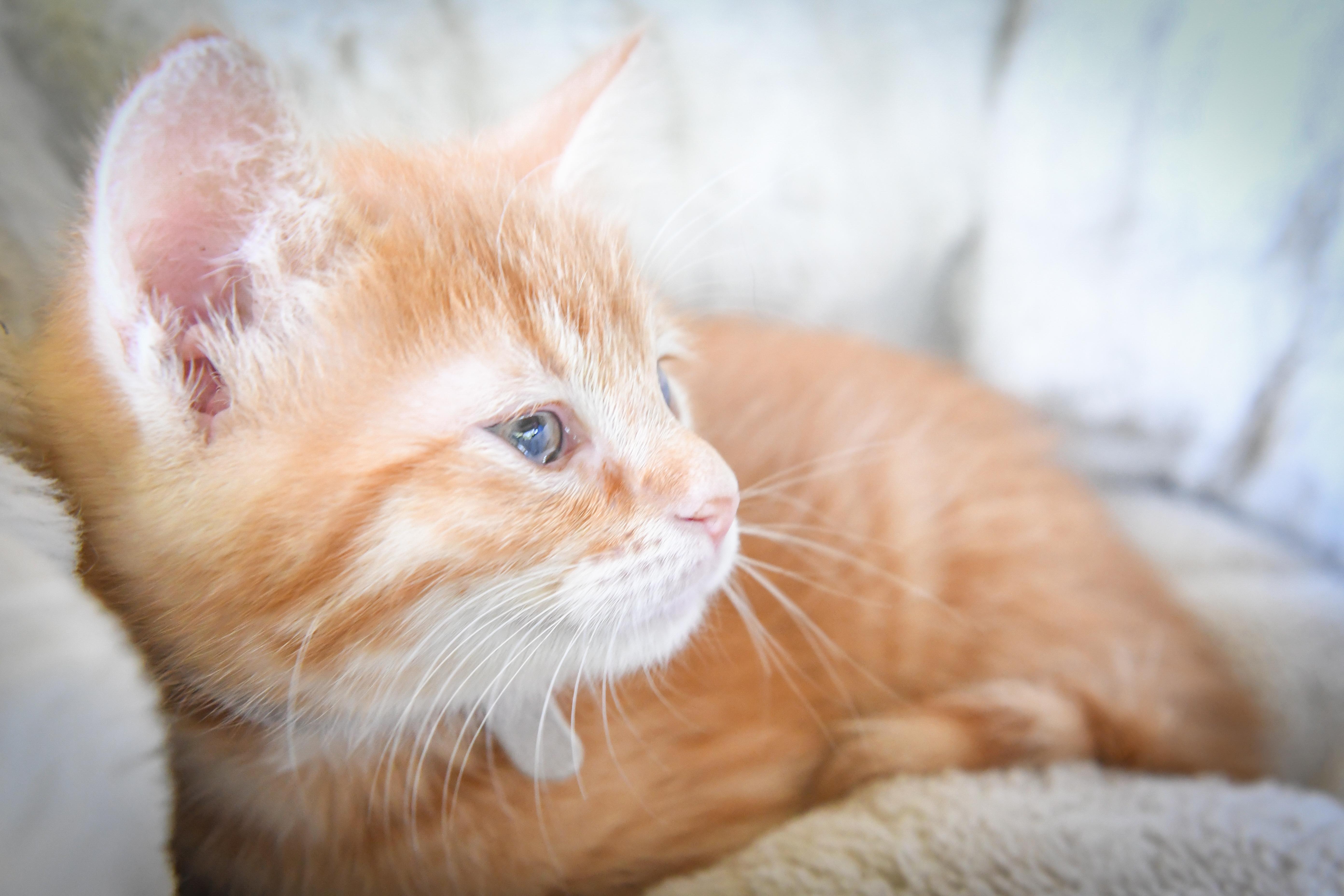 Enlarge Iris, a Adoptable Domestic Short Hair in Port Washington, WI image 2/2