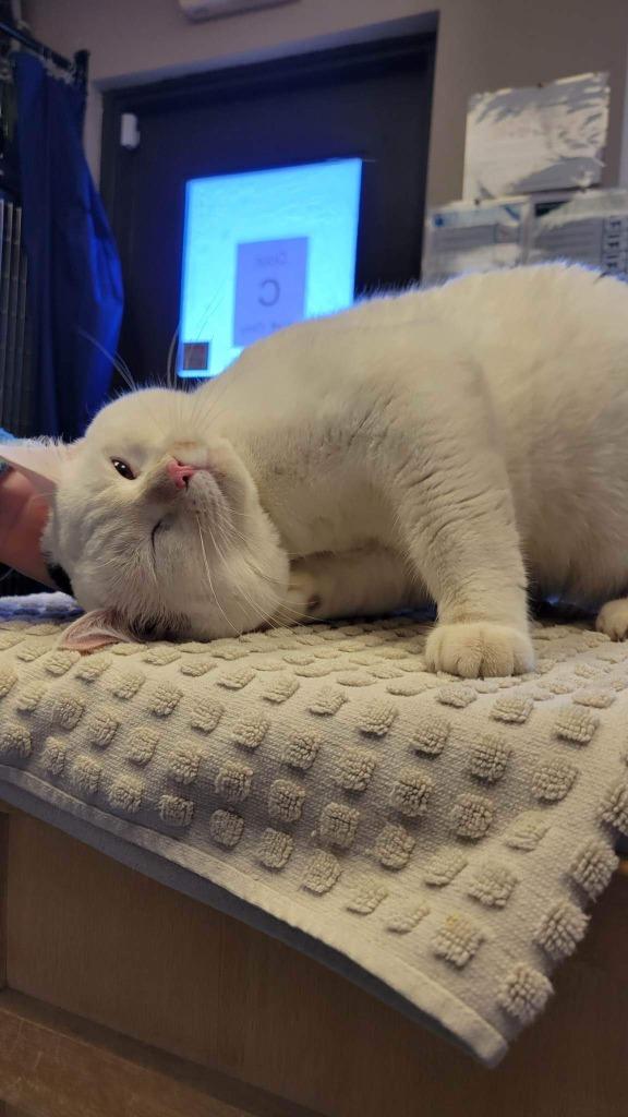 Sebastian, Adoptable, Adult Male Domestic Short Hair.